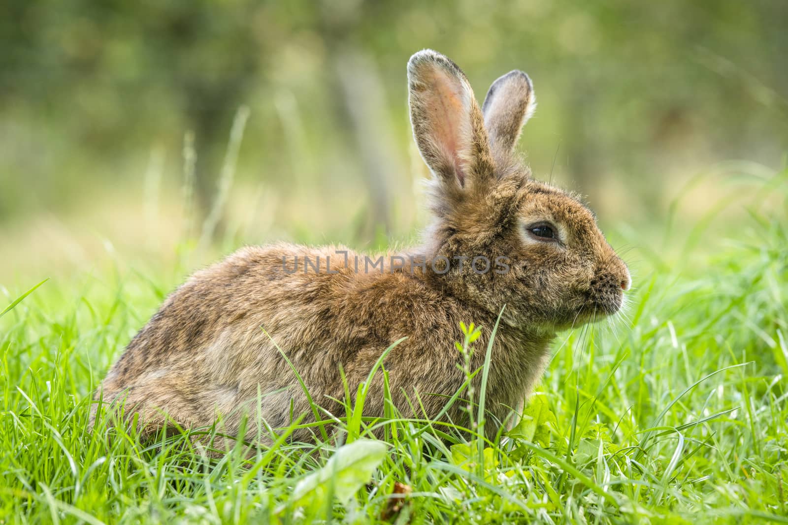 Brown easter bunny in fresh green grass by Sportactive
