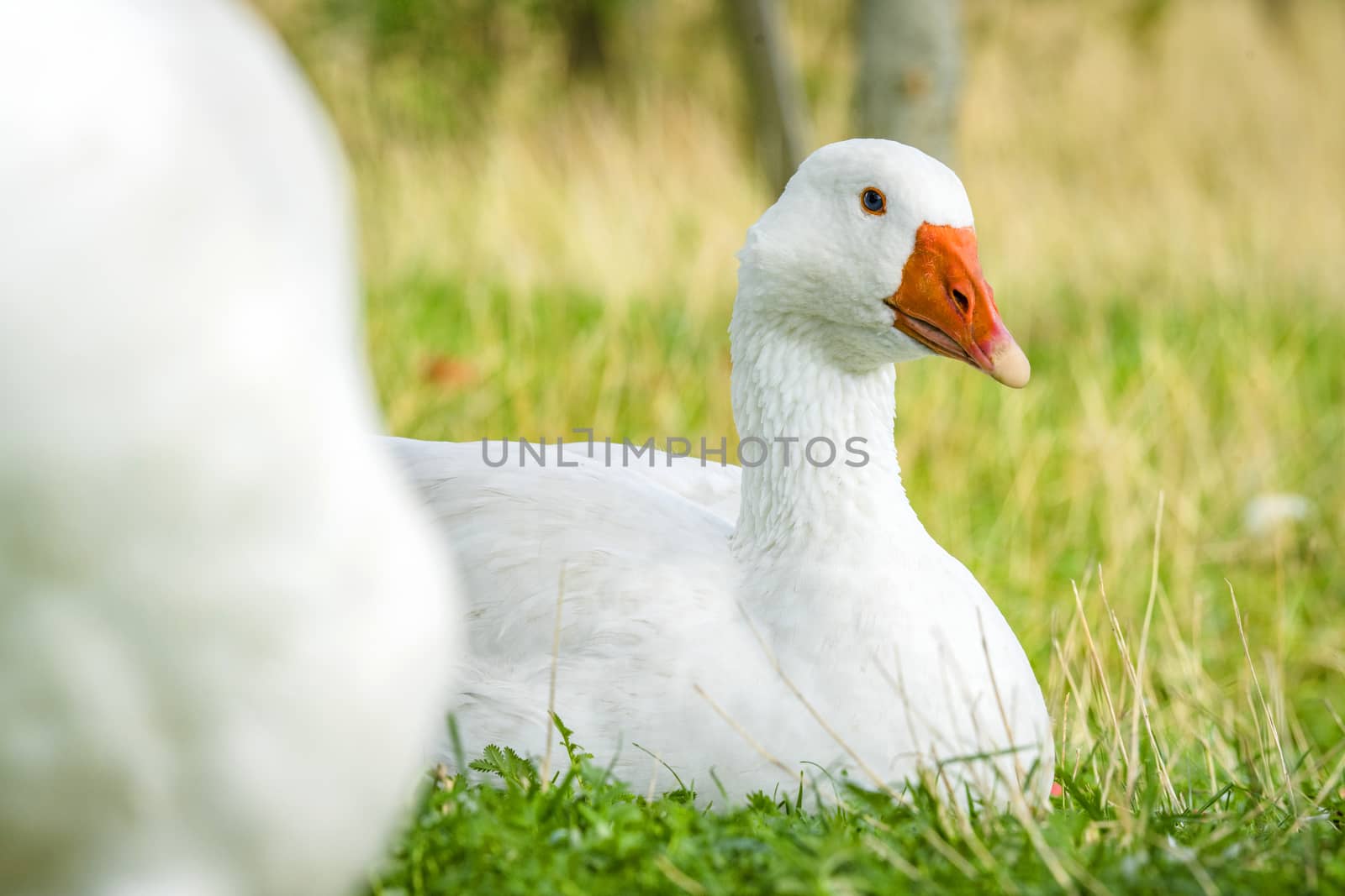 Geese relaxing in green grass in the spring by Sportactive