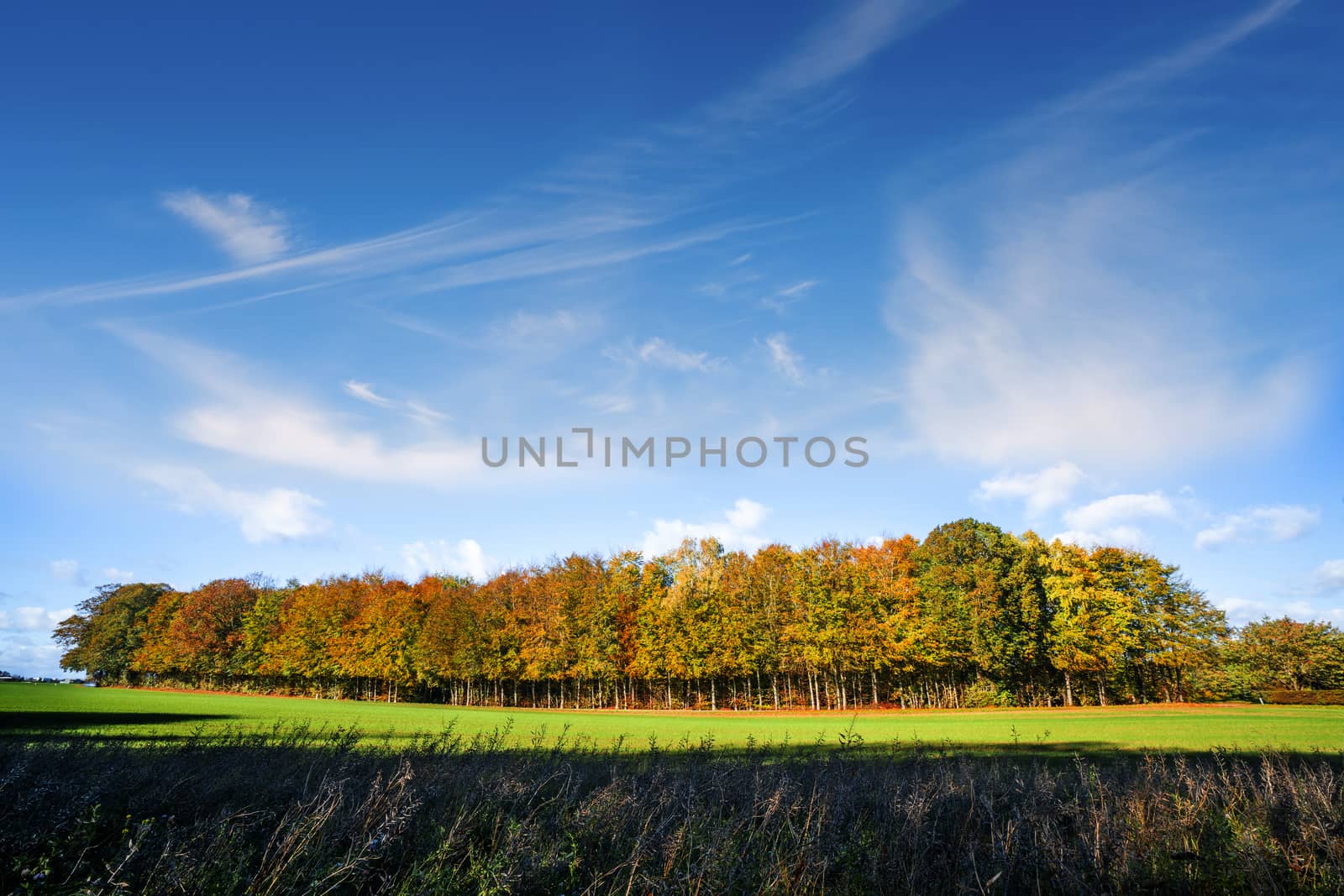 Small forest in autumn colors on a green meadow under a blue sky