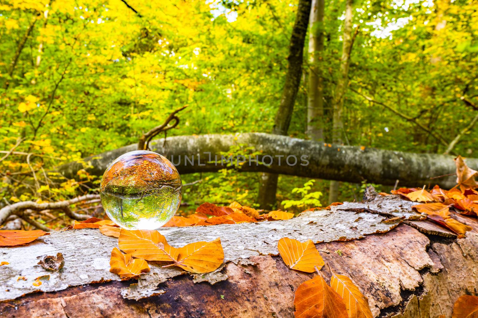Crystal ball on a wooden log in a forest with autumn leaves in the fall