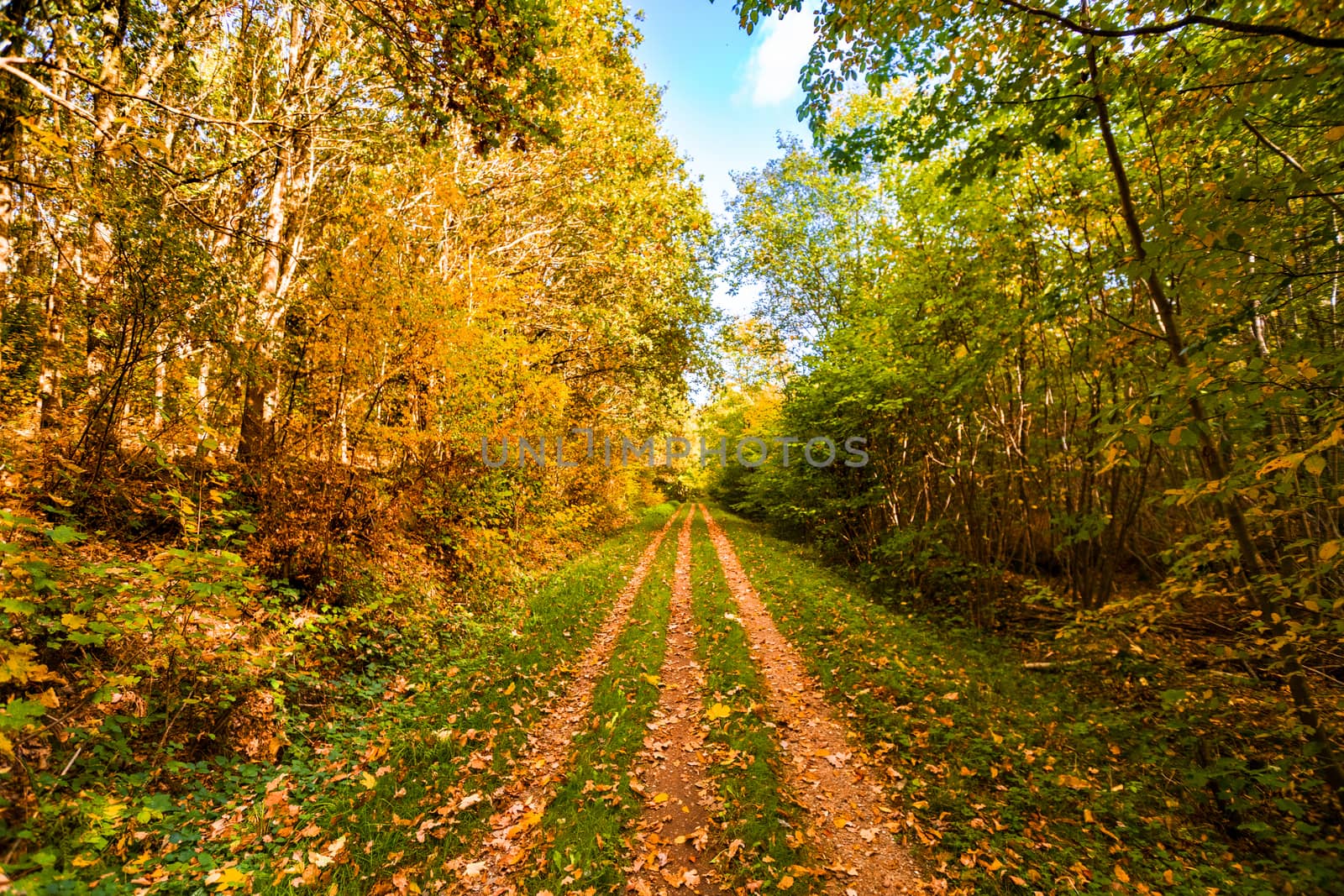 Autumn leaves falling on a forest trail in the fall in beautiful golden colors