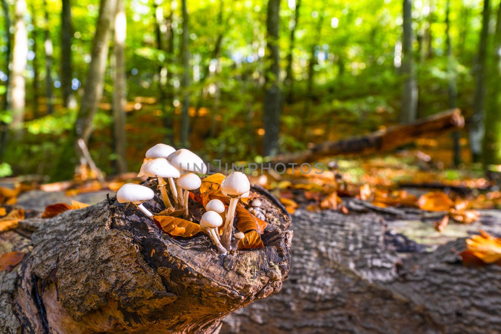 Group of white mushrooms on a wooden log by Sportactive