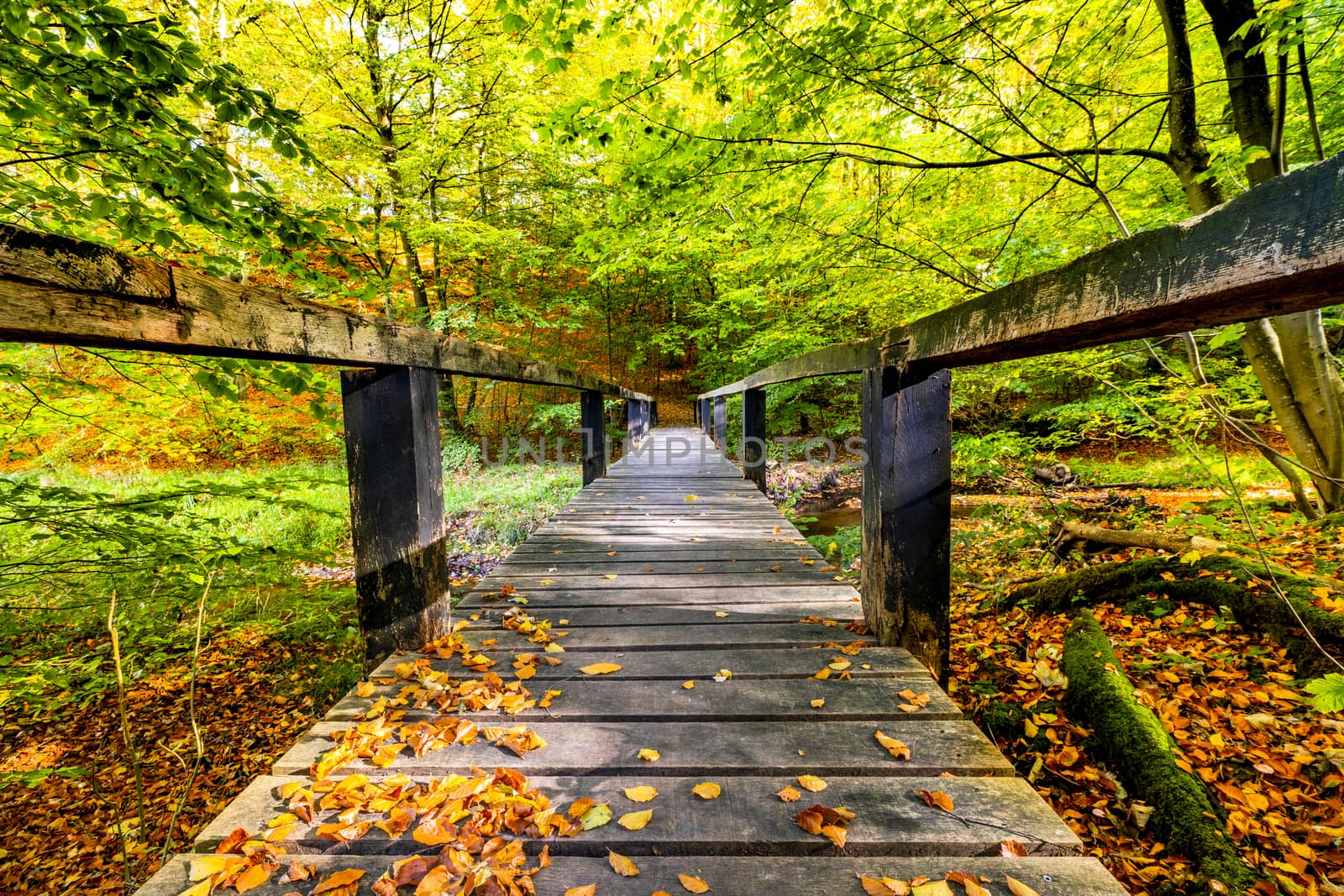 Long wooden bridge in a forest with green trees and autumn leaves
