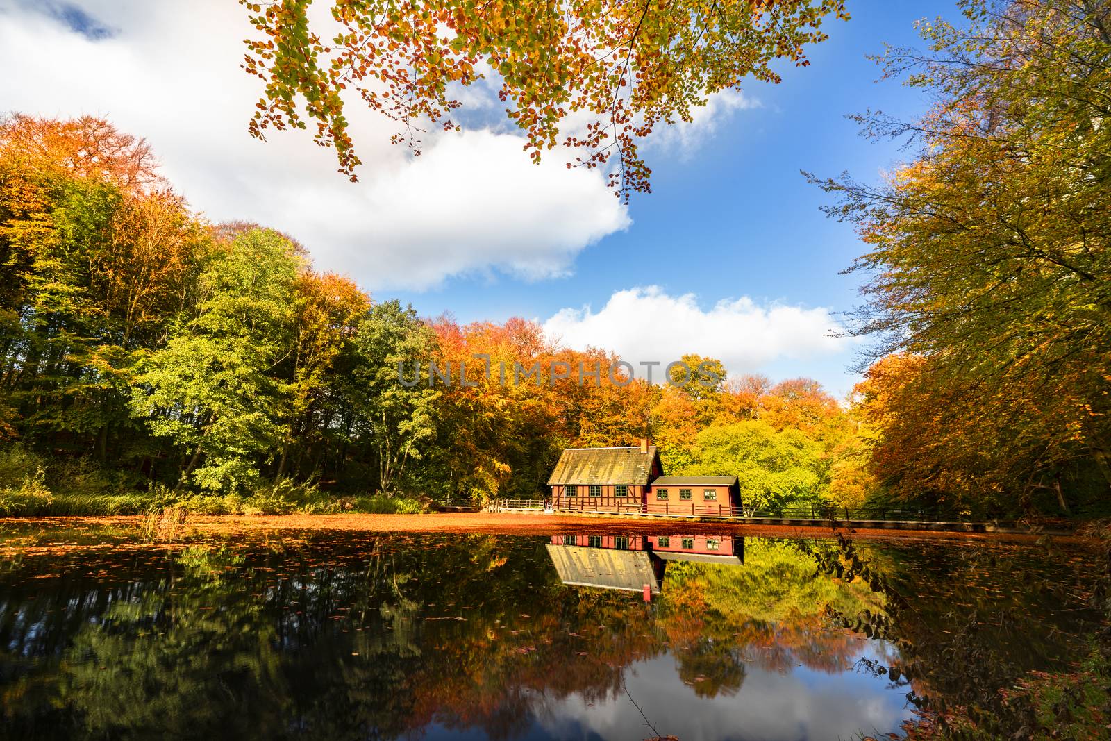 Little red house by a forest lake in the fall by Sportactive
