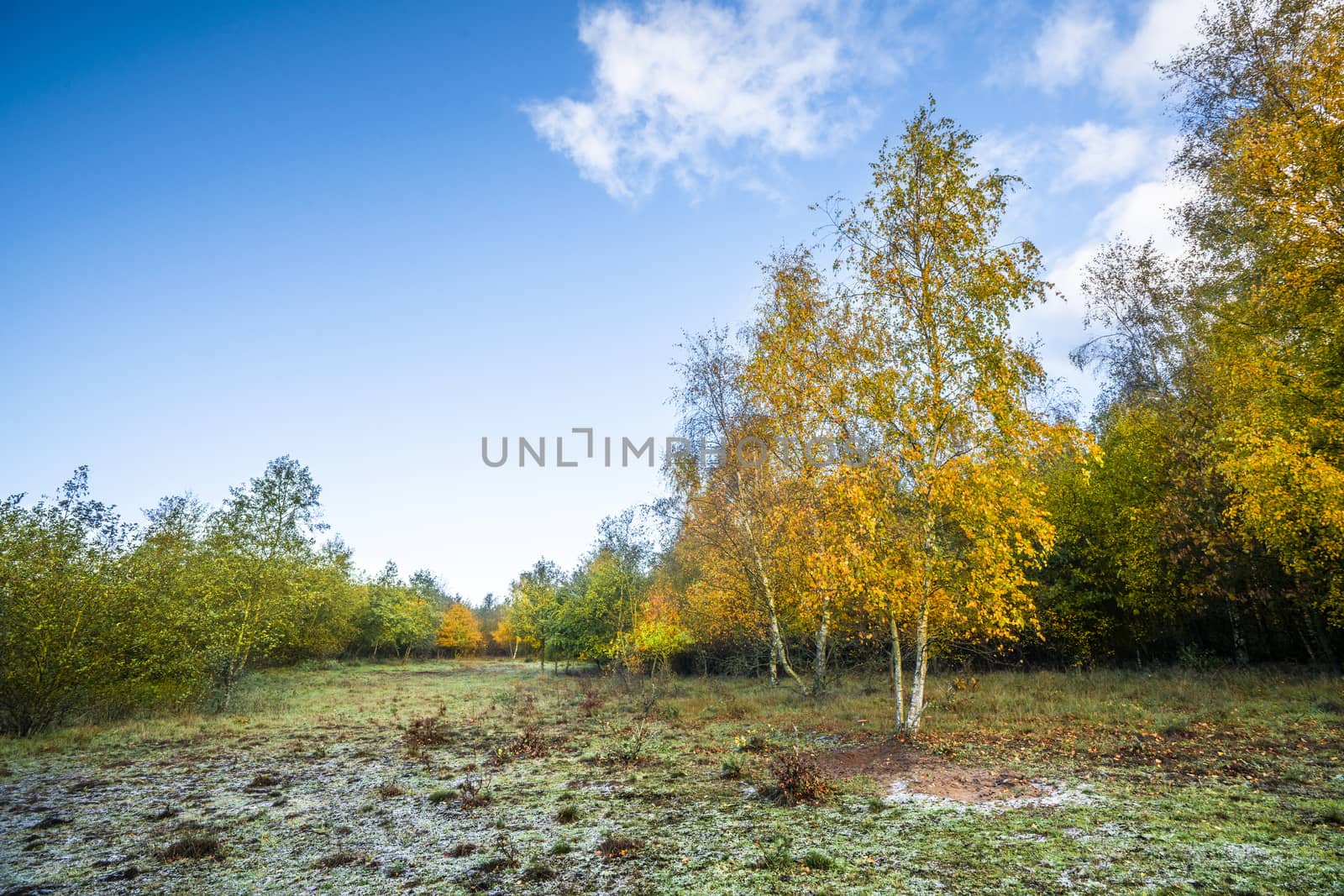 Autumn colors on birch trees under a blue sky by Sportactive