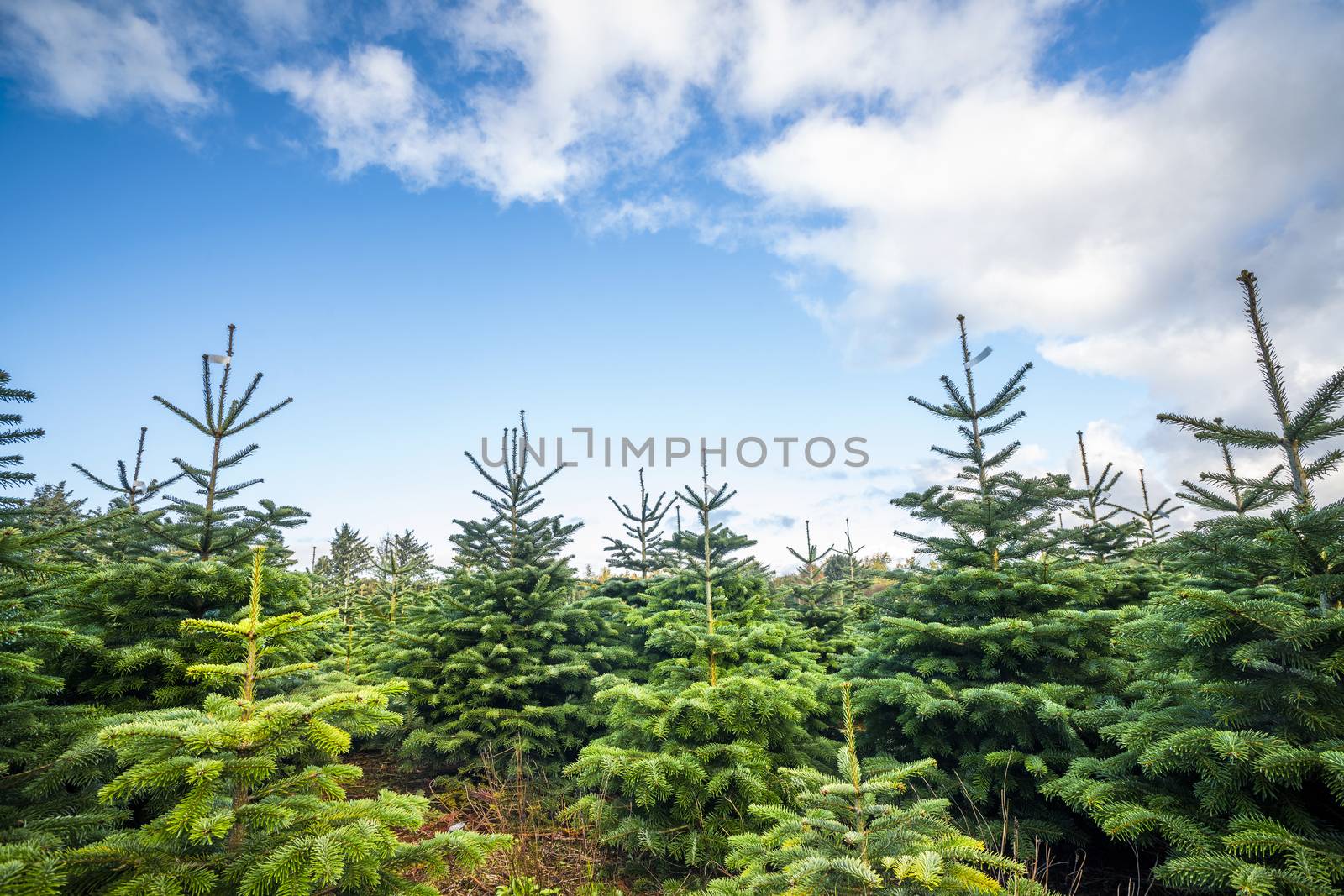 Pine tree plantation with small trees in green color under a blue sky