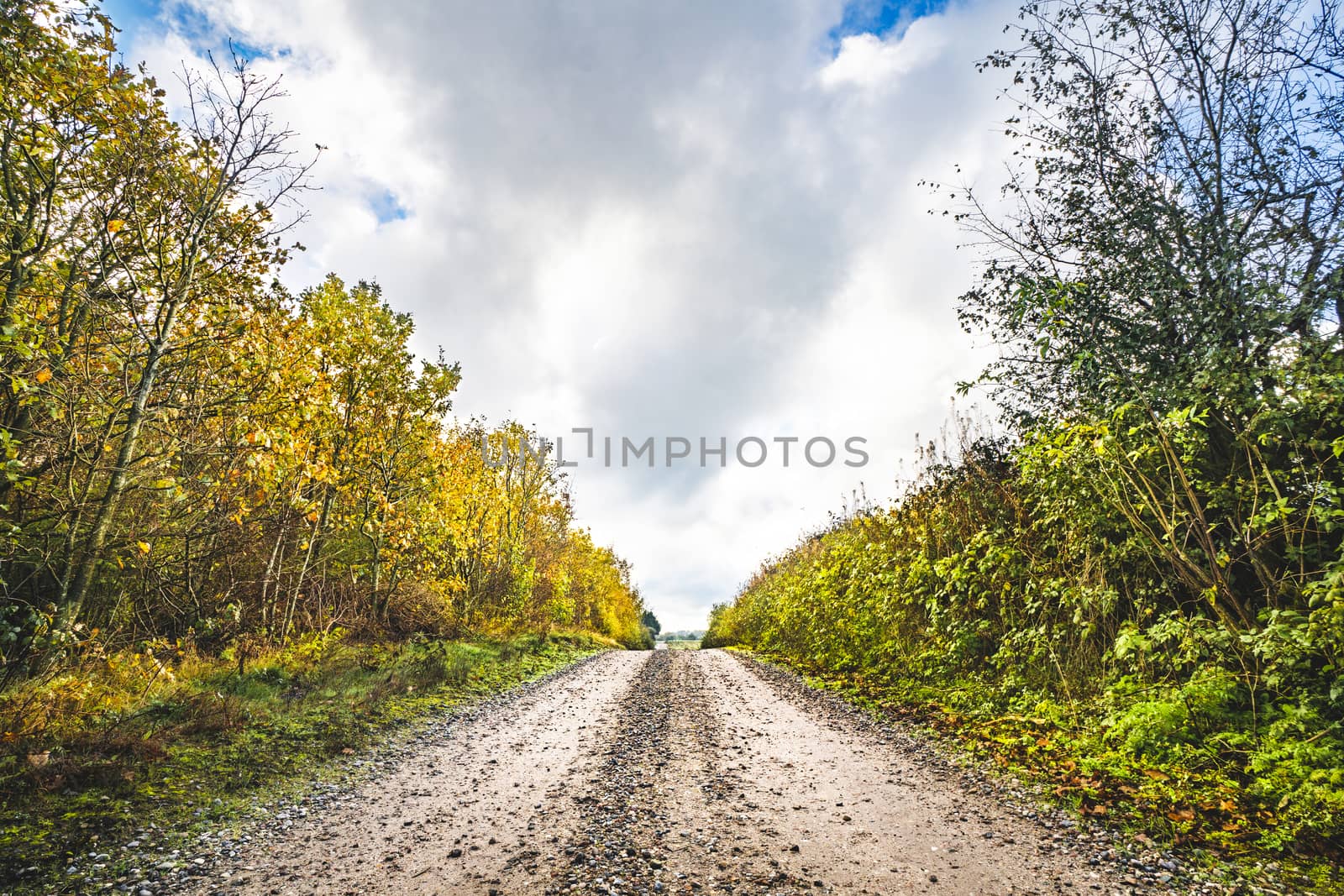 Dirt road in the fall with tree in autumn colors by the roadside