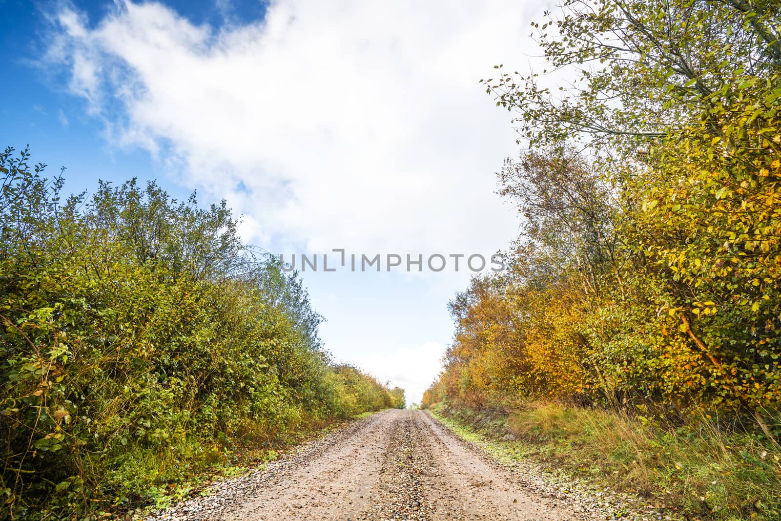 Autumn colors on trees by the roadside of a dirt trail by Sportactive