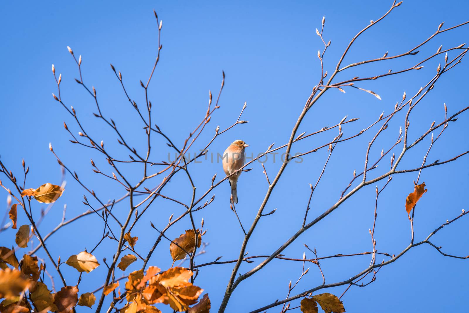 Single finch in a tree top in the fall with golden leaves in autumn colors