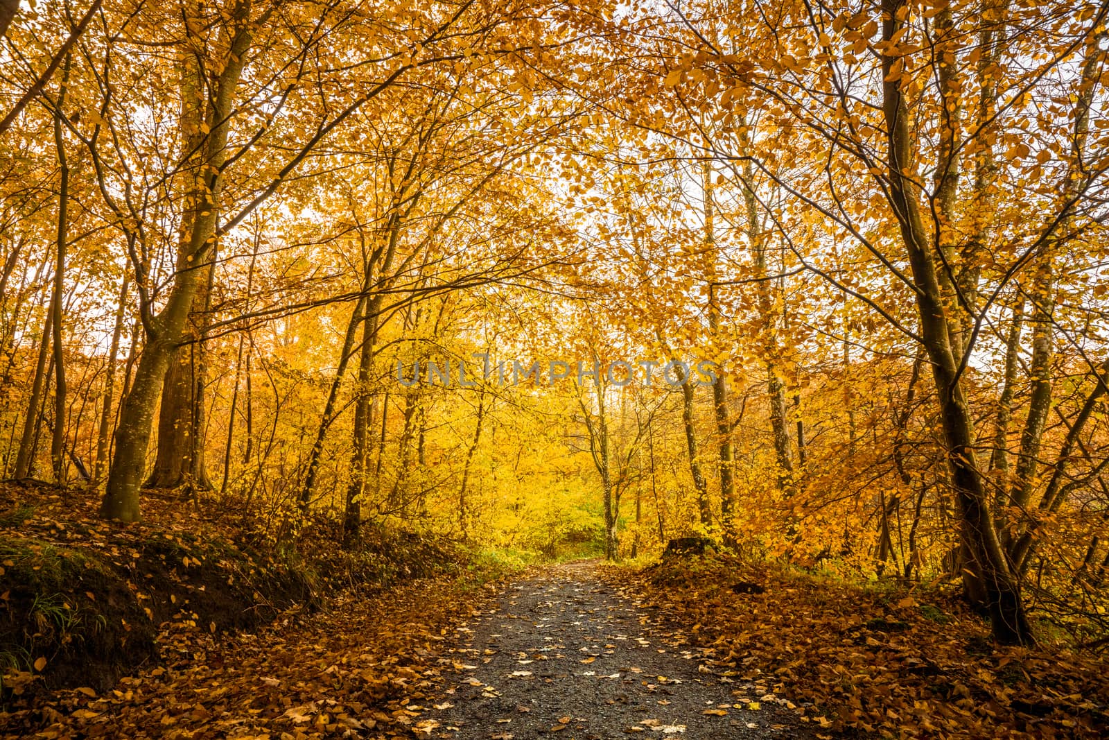 Orange autumn colors in the forest by Sportactive