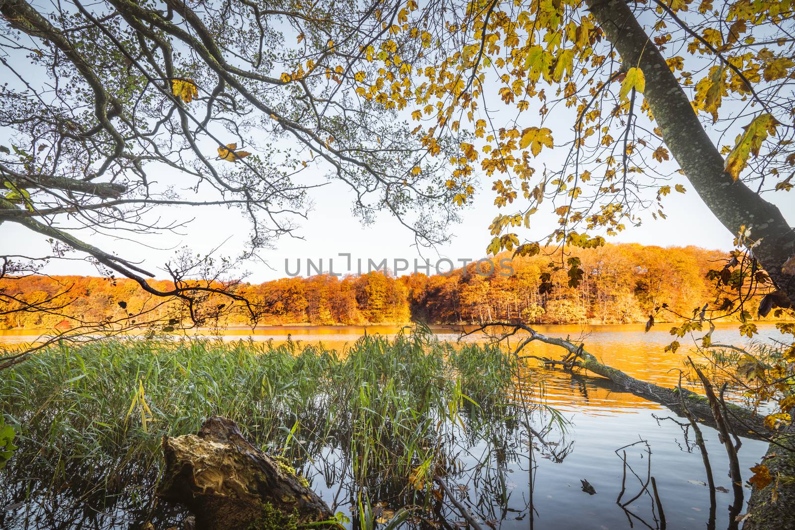 Colorful trees by a lake in the fall with a tree log in the water