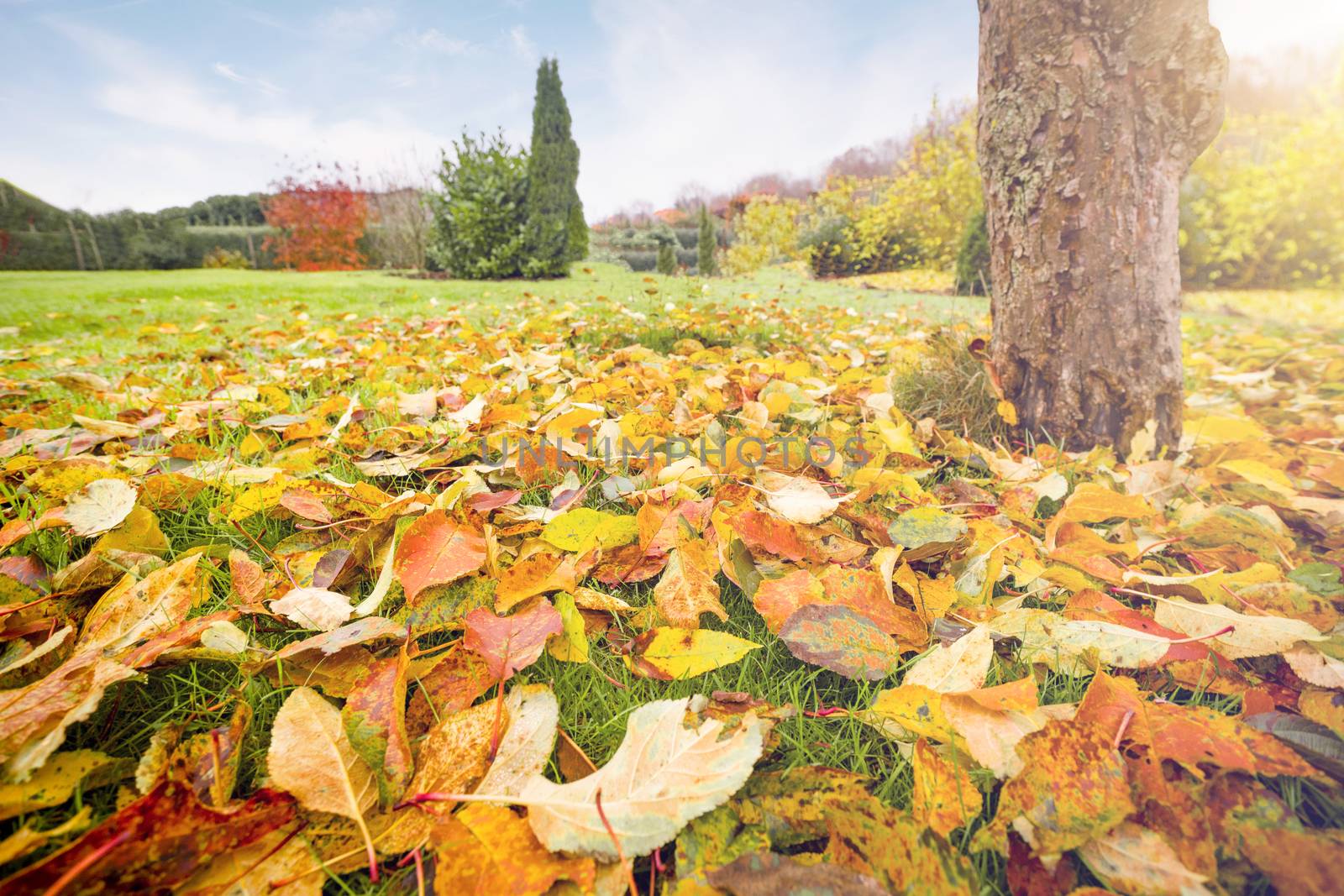 Autumn leaves in warm colors on a lawn in a graden in the fall