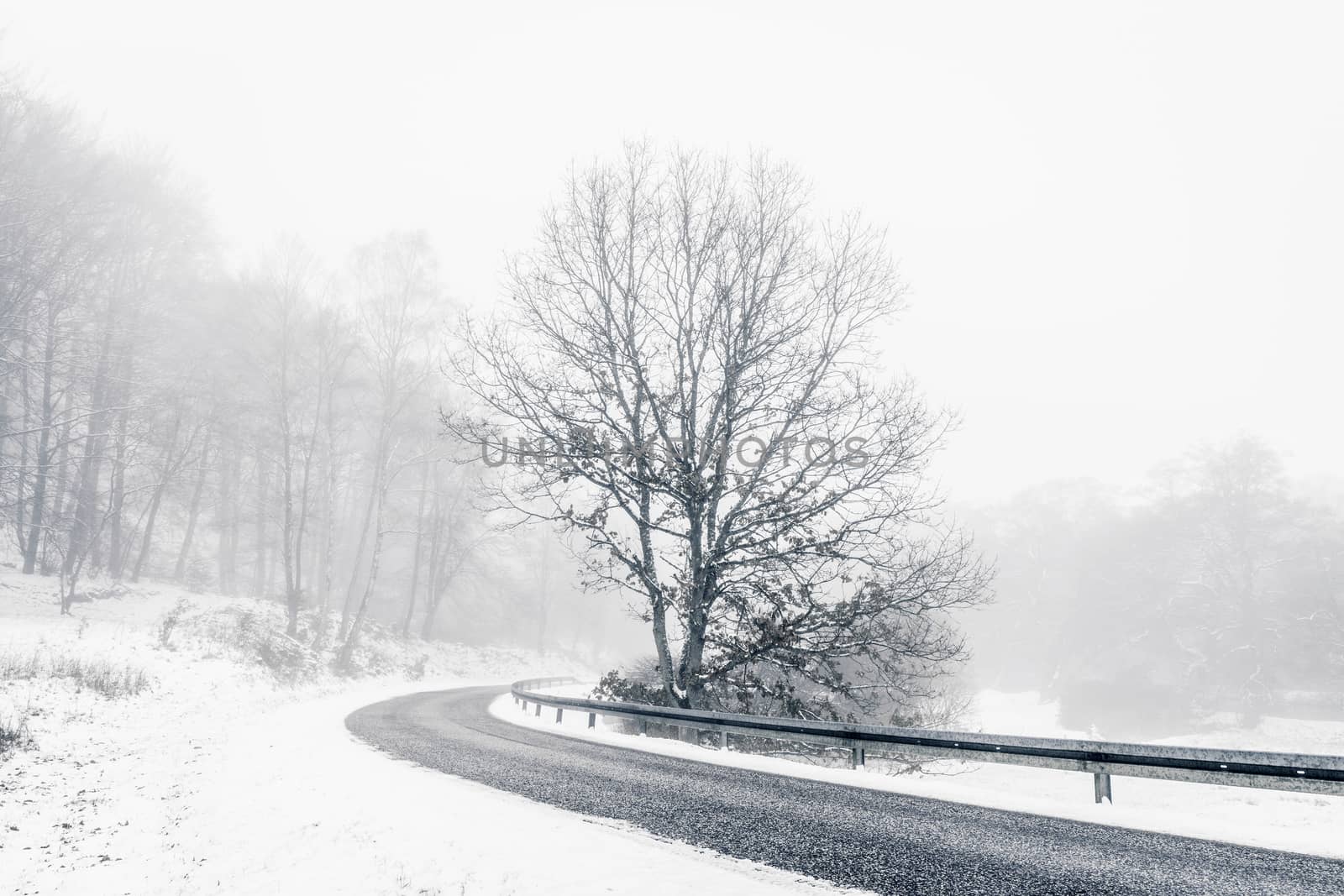 Lonely tree in a highway curve in the winter with snow and misty weather conditions