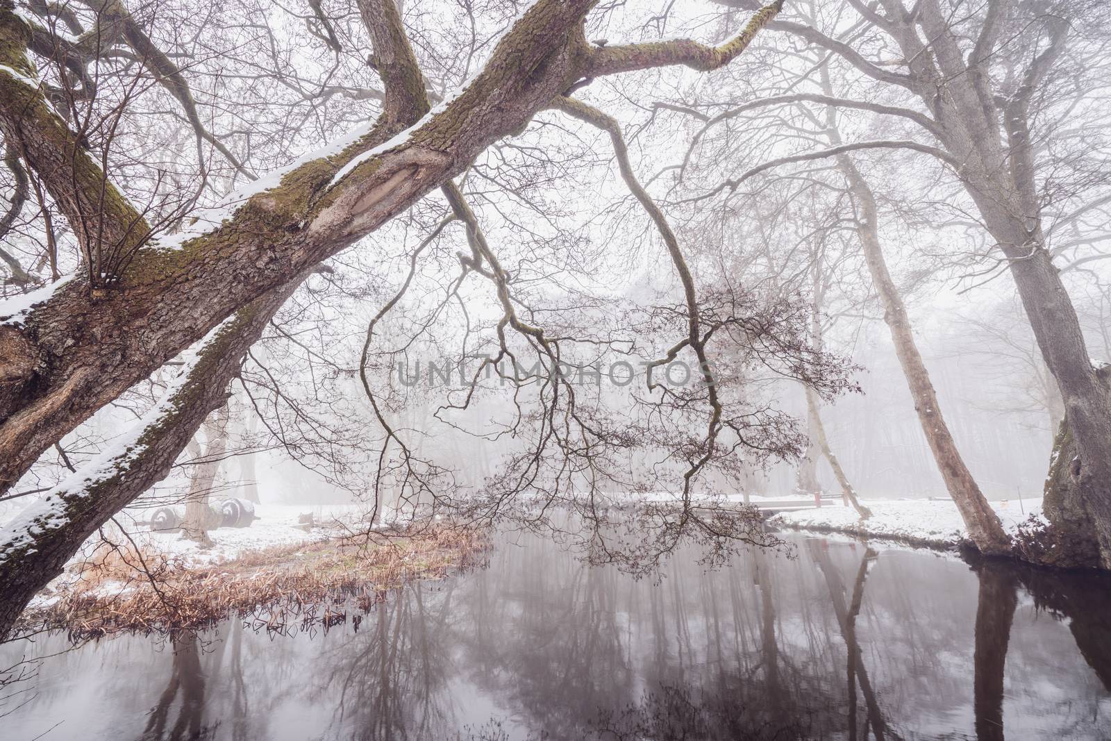 Branches hanging over a river in the winter by Sportactive