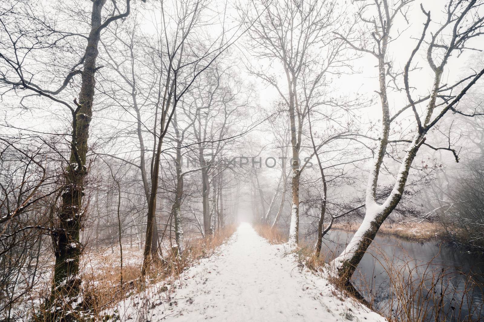 Snowy trail in a misty forest with a river on the right side in the winter