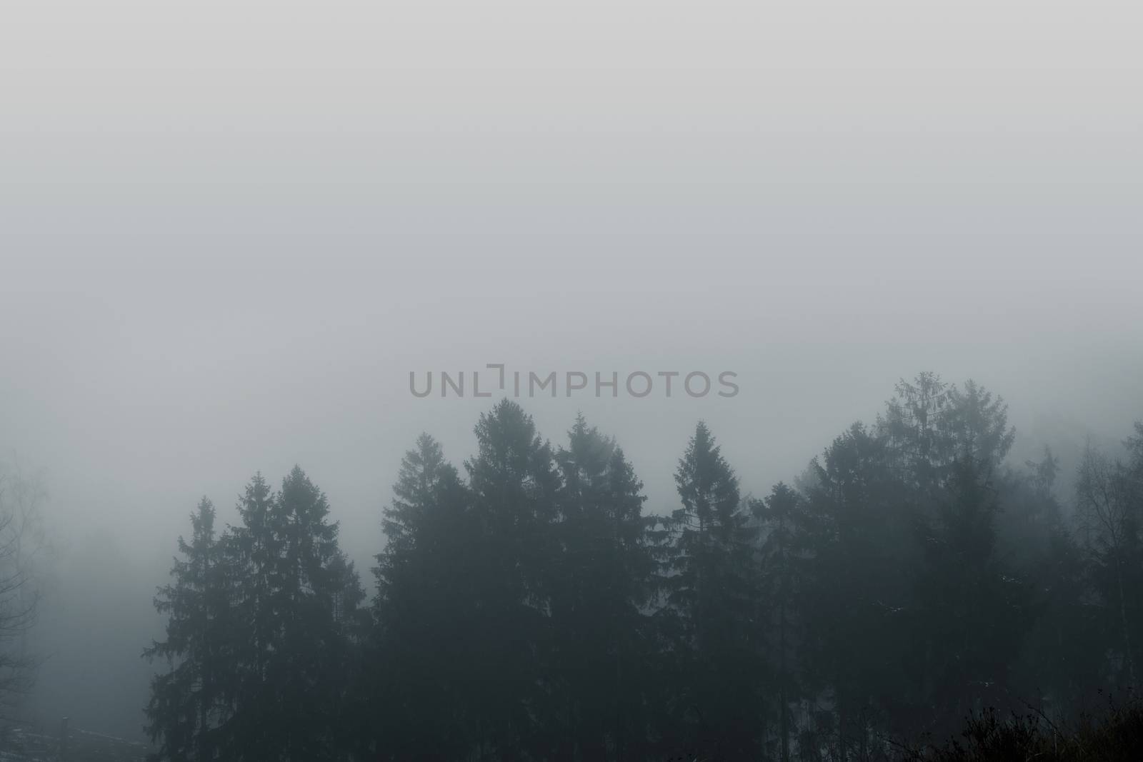 Misty forest scenery with pine treetops by Sportactive