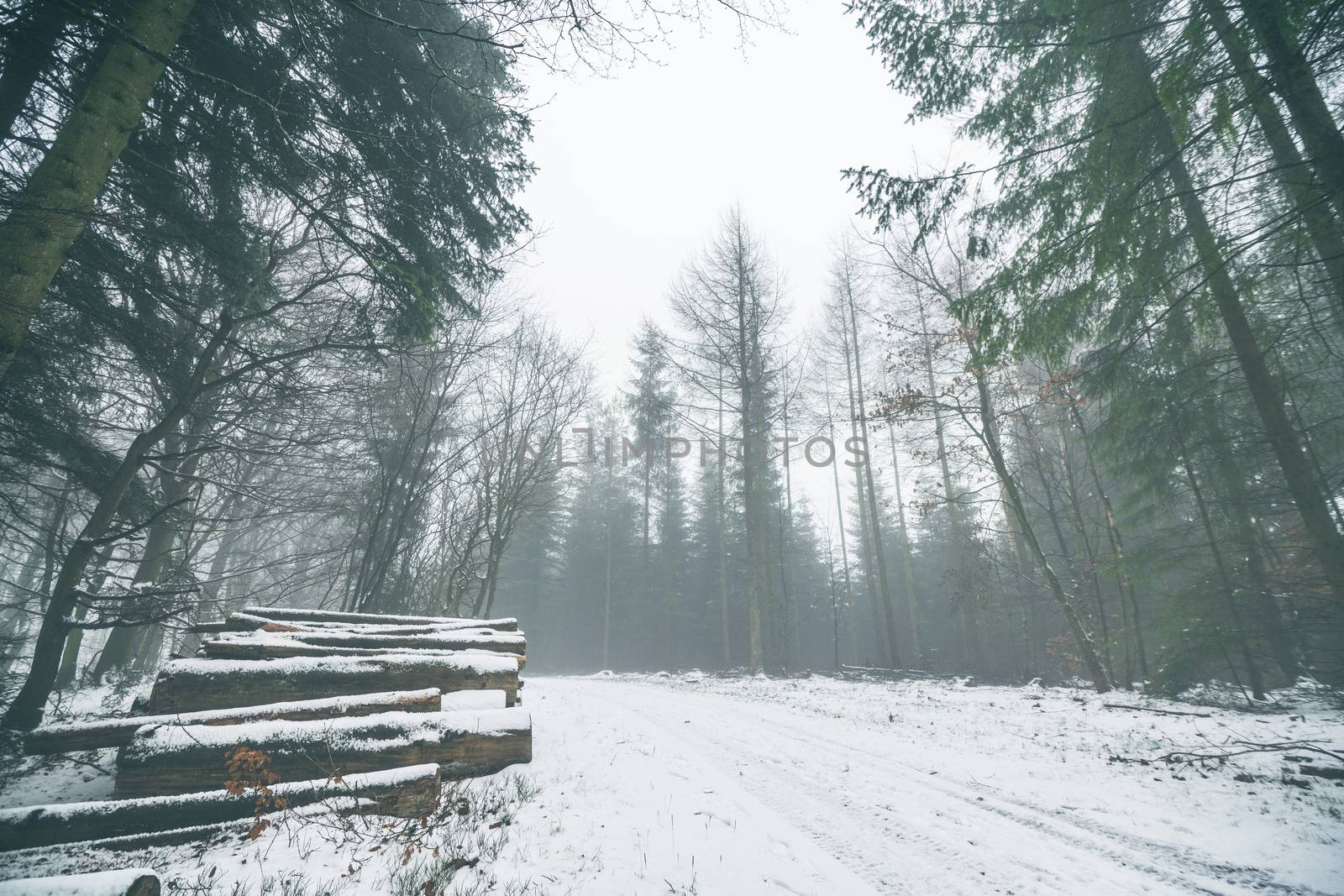 Woodpile in a misty forest with snow on the ground in the winter
