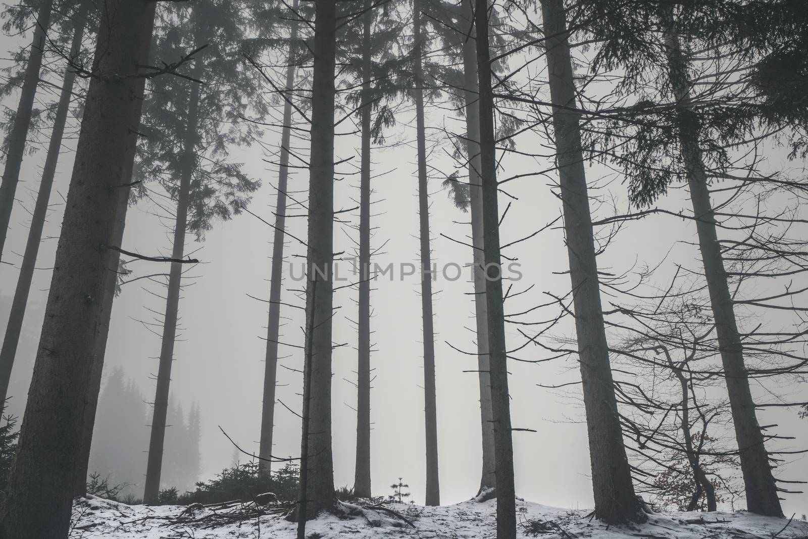 Forest in the mist with tall barenaked trees by Sportactive