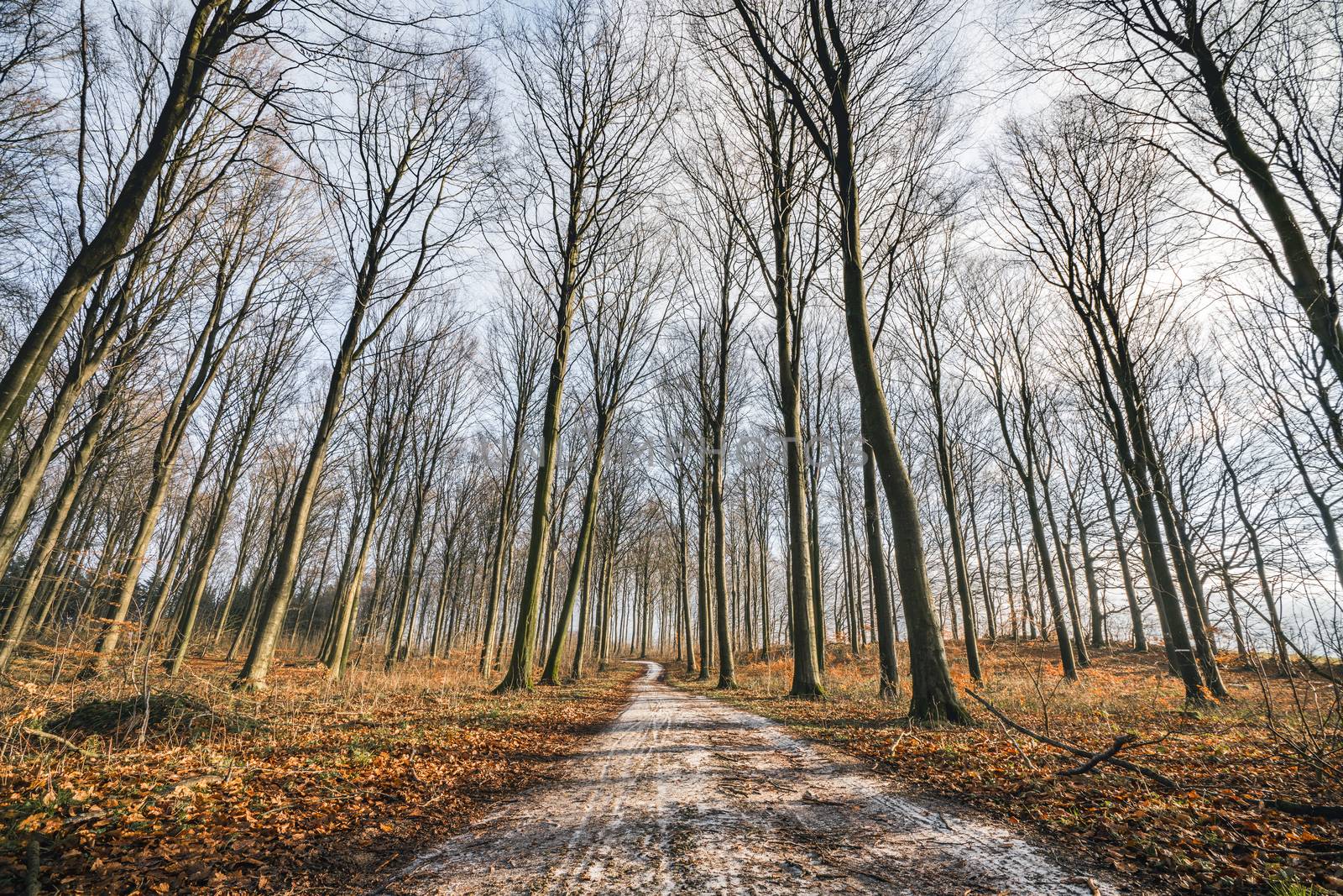 Curvy road in a forest with tall trees by Sportactive