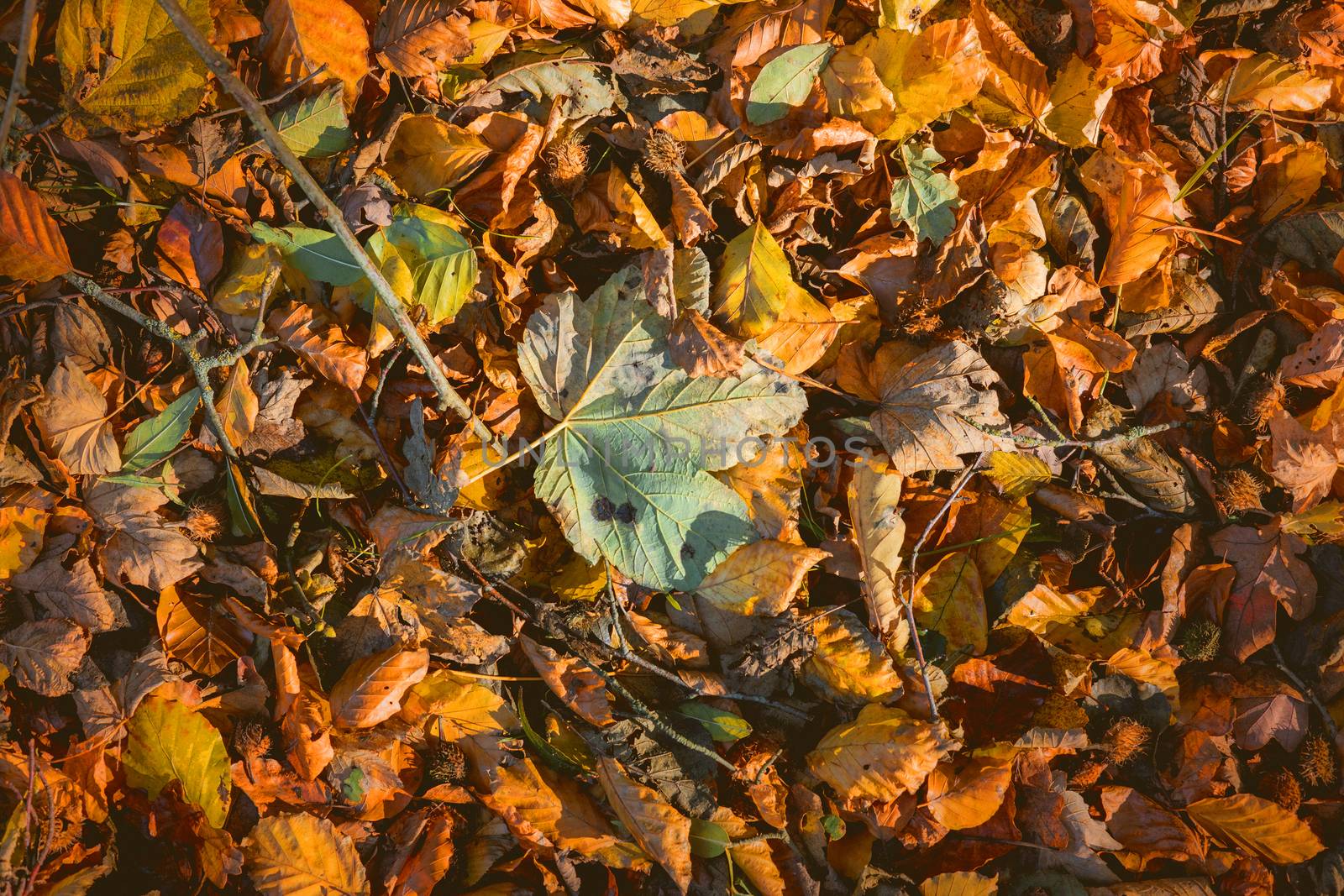 Leaves in warm colors in the fall with maple and beech leaves mixed together in Autumn