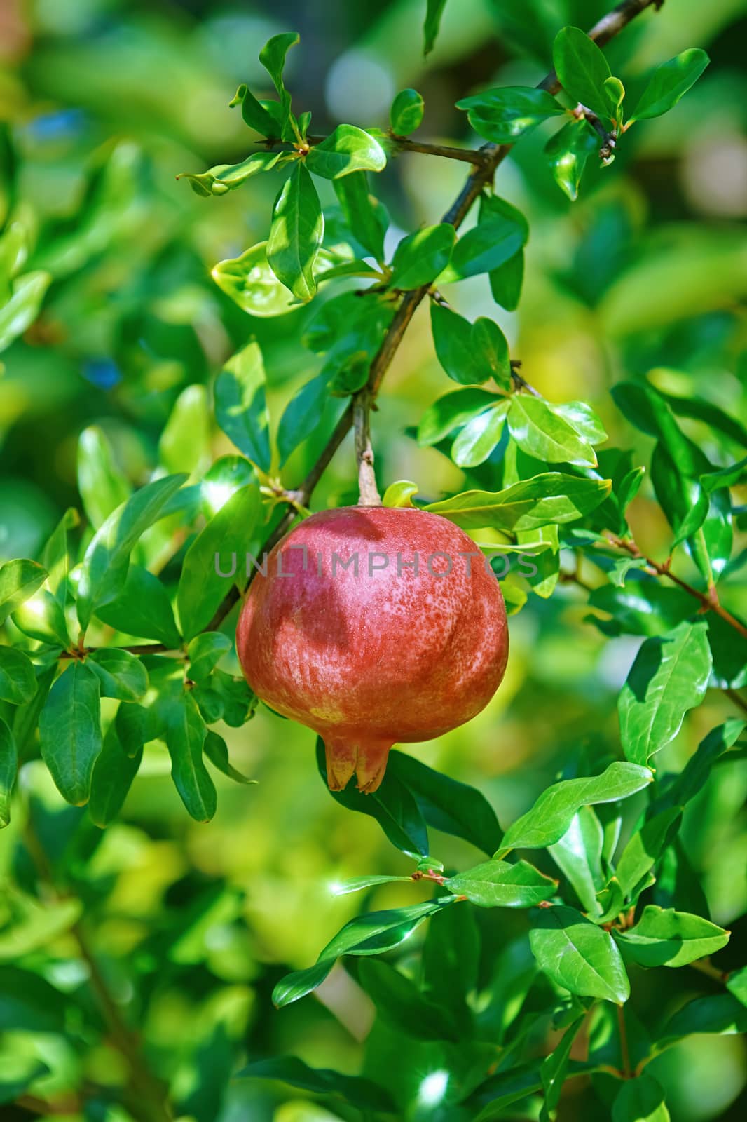 Pomegranate tree or Socotran pomegranate (Punica protopunica)