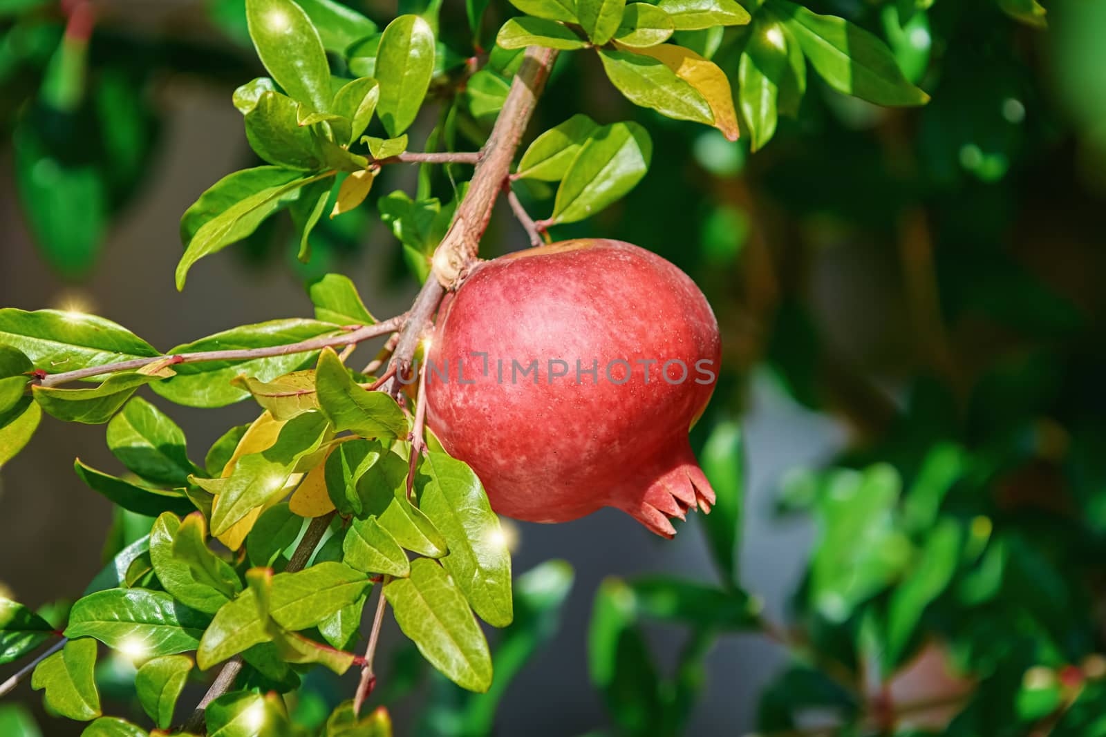 Pomegranate tree or Socotran pomegranate by SNR