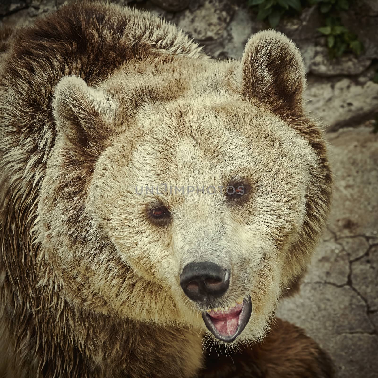 Close-up portrait of brown bear (ursus arctos)