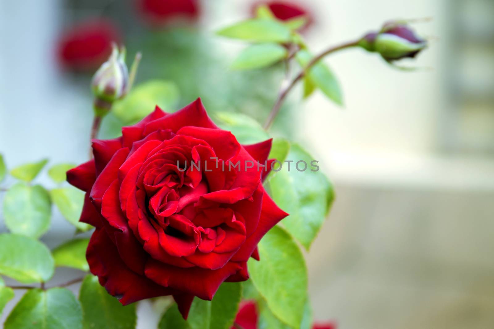 Fresh scarlet rose bud close with a blurred background - a classic declaration of love and tenderness