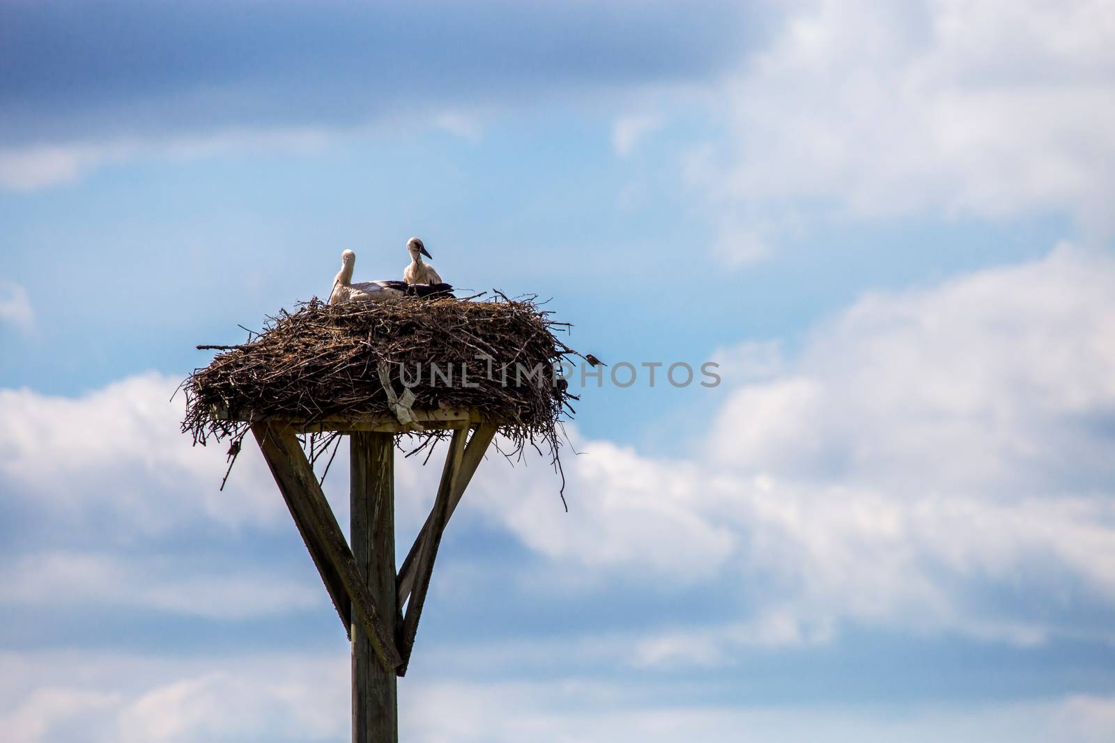 Storks baby in nest on blue sky background. by fotorobs