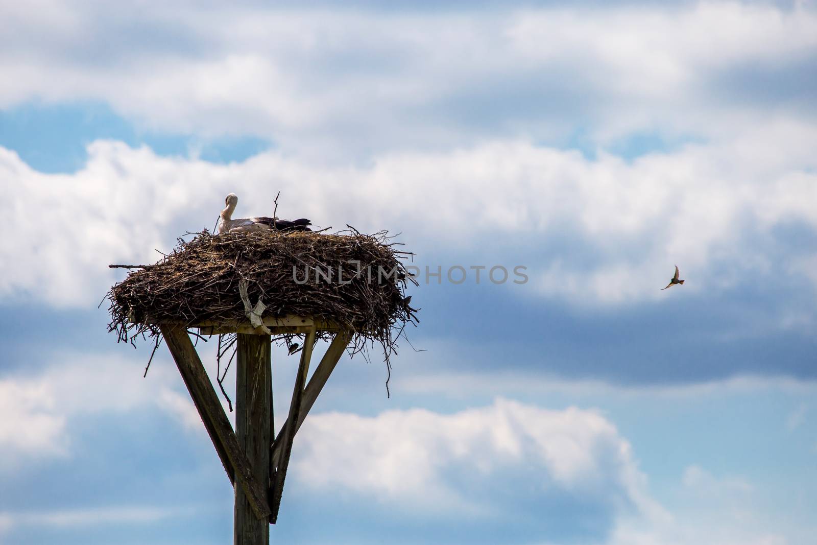 White storks baby in the nest on blue sky background. Stork nest with young storks in Latvia. 

