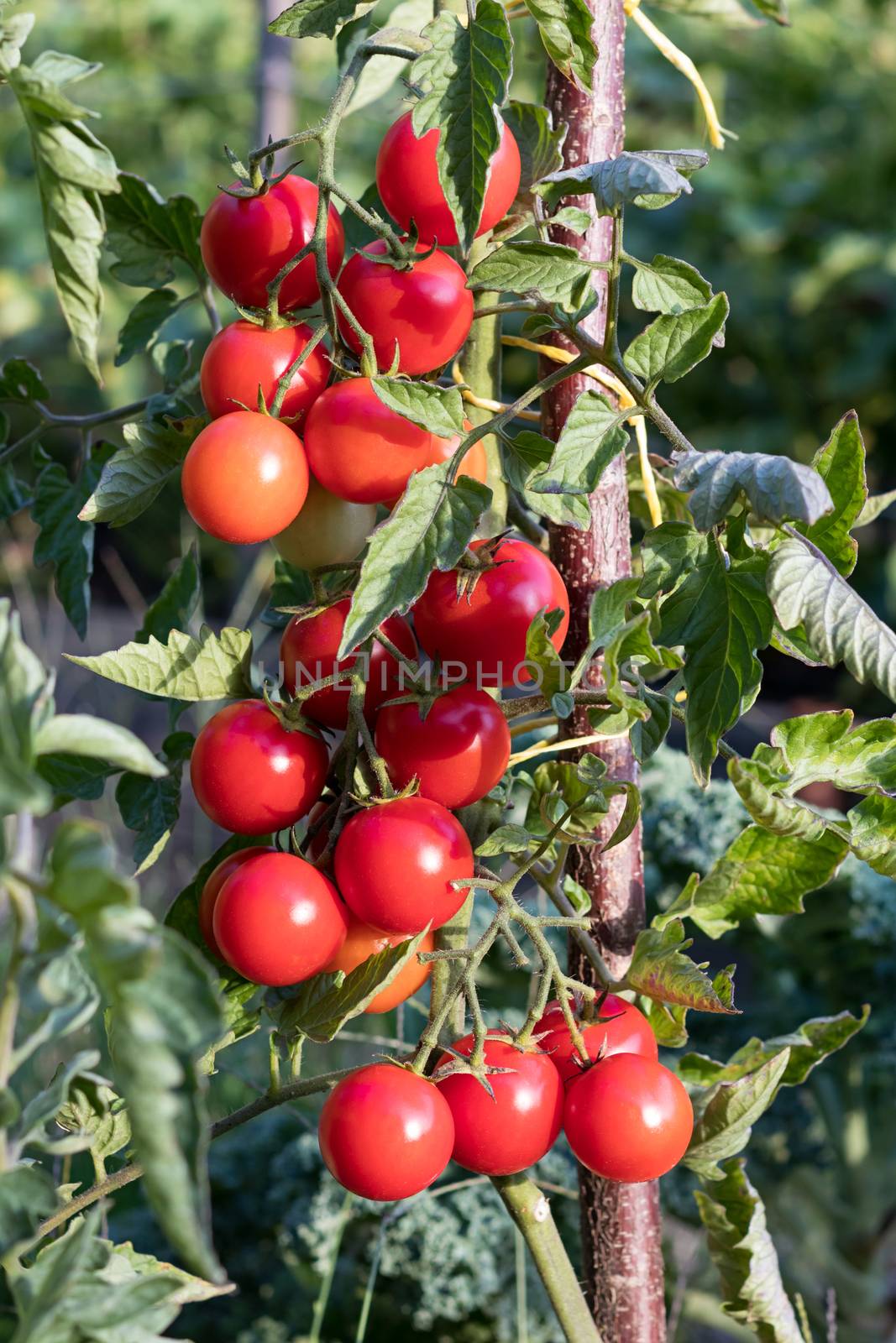 Ripe baby tomatos growing in the garden by madeleine_steinbach