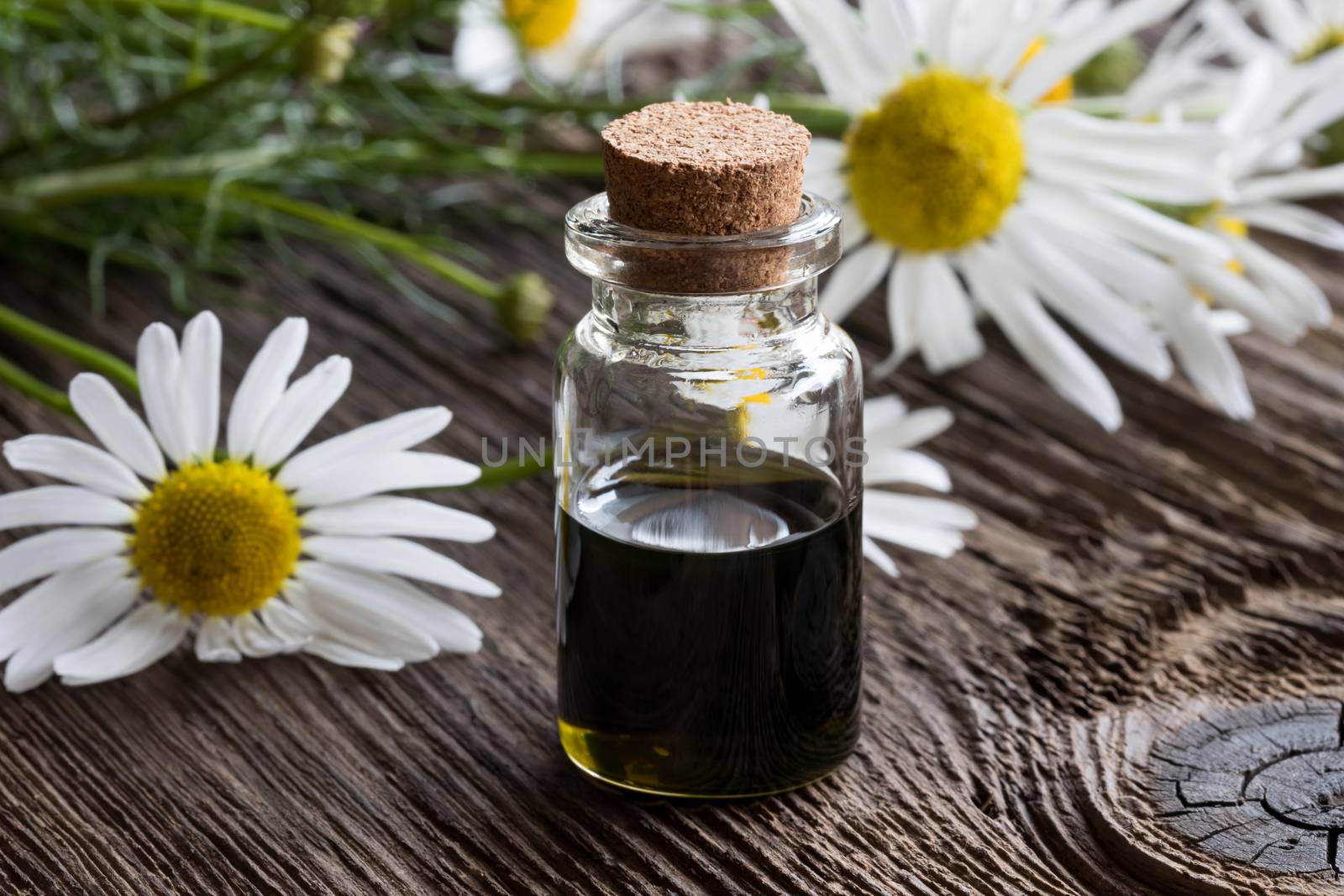 A bottle of chamomile essential oil with fresh chamomile flowers in the background