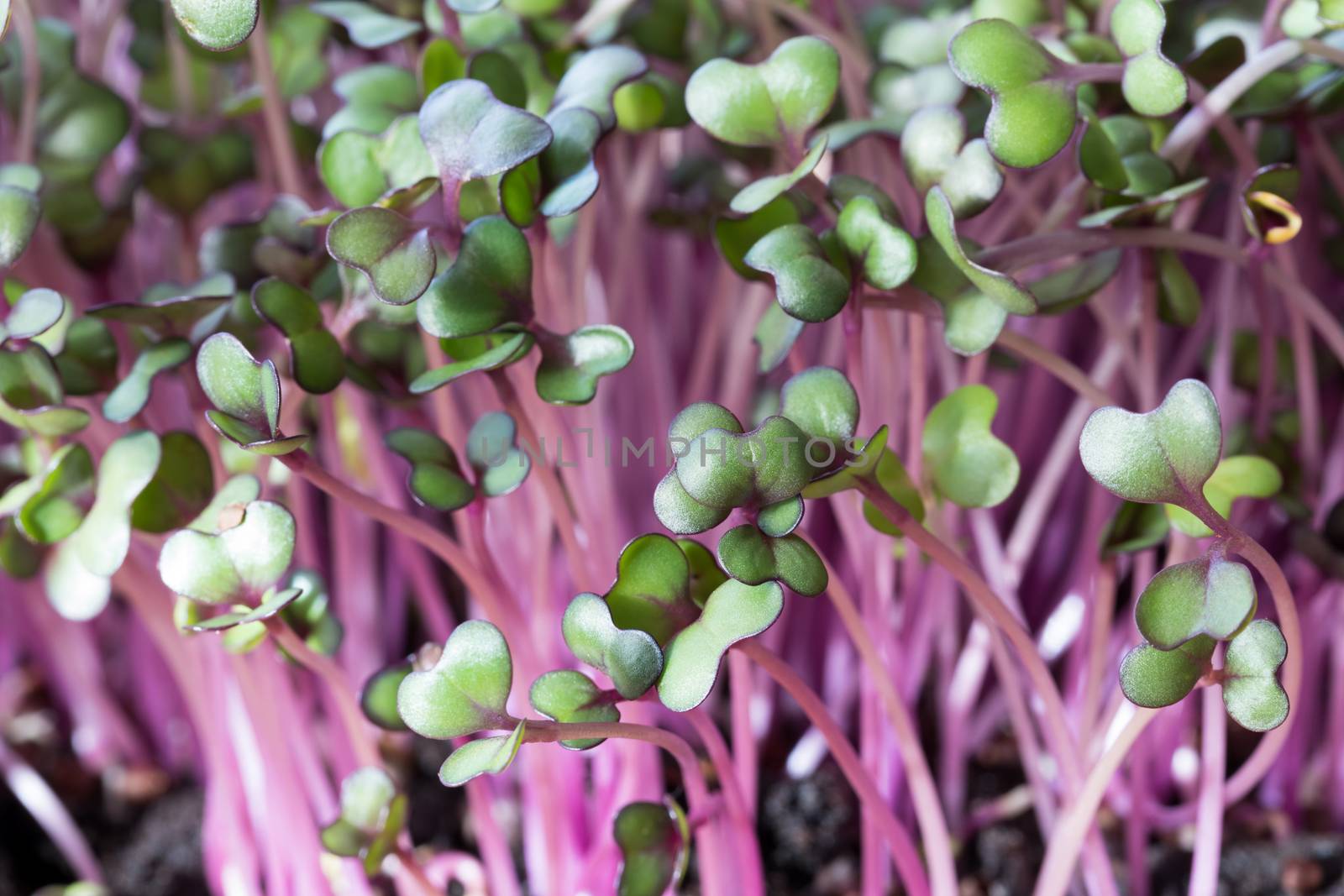 Young red cabbage microgreens grown in soil