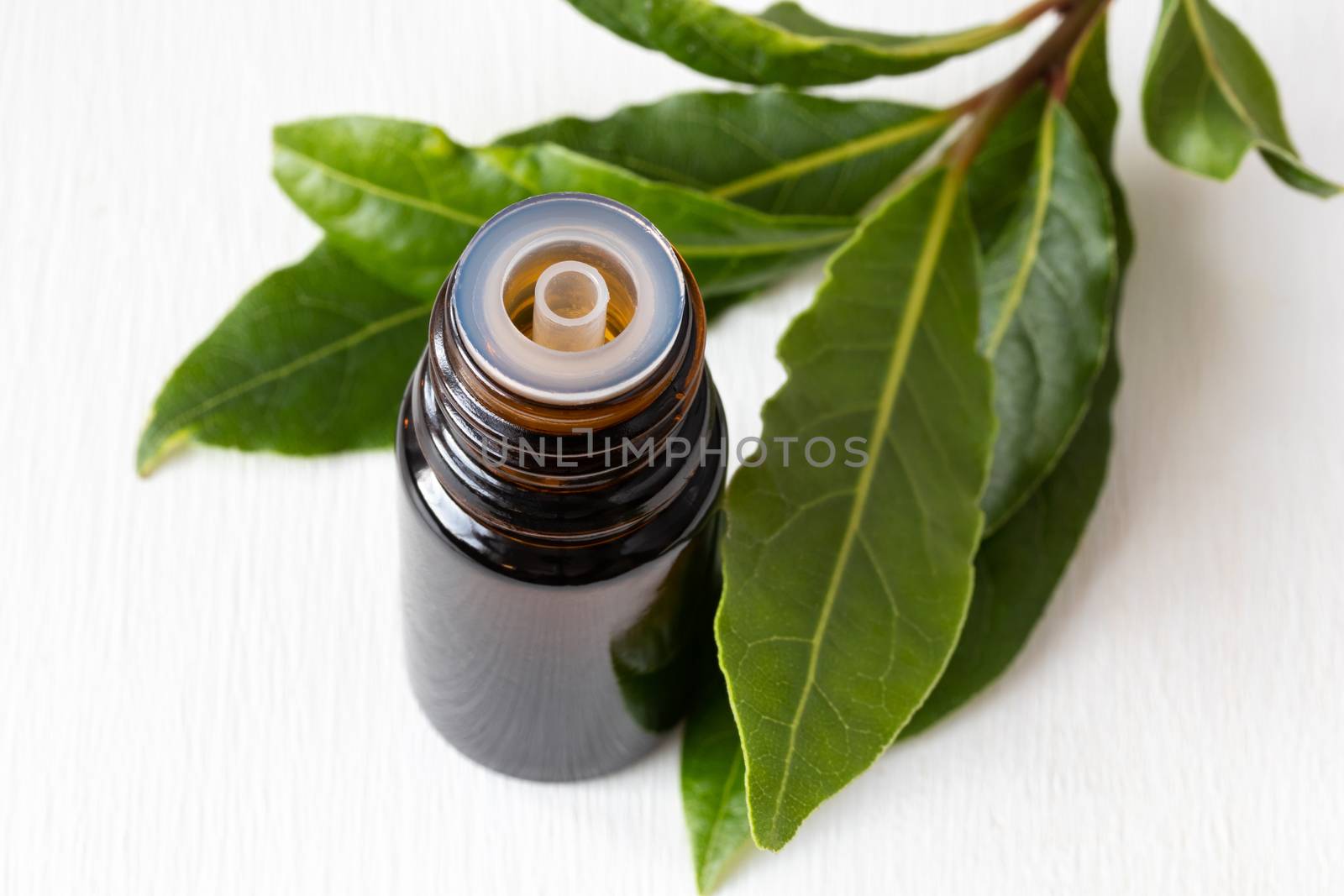 A bottle of essential oil with fresh bay leaves on white background