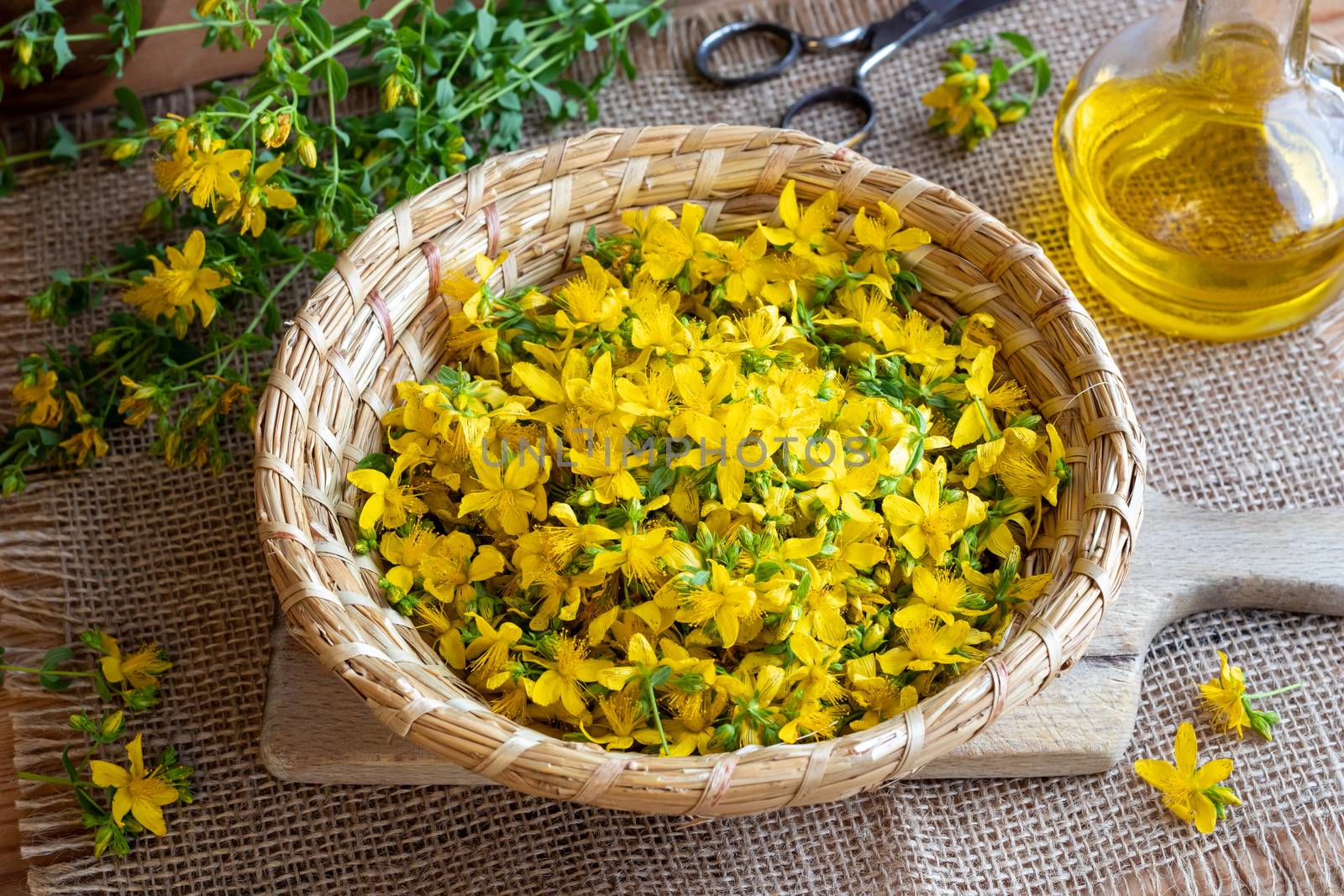 Fresh St. John's wort flowers in a wicker basket