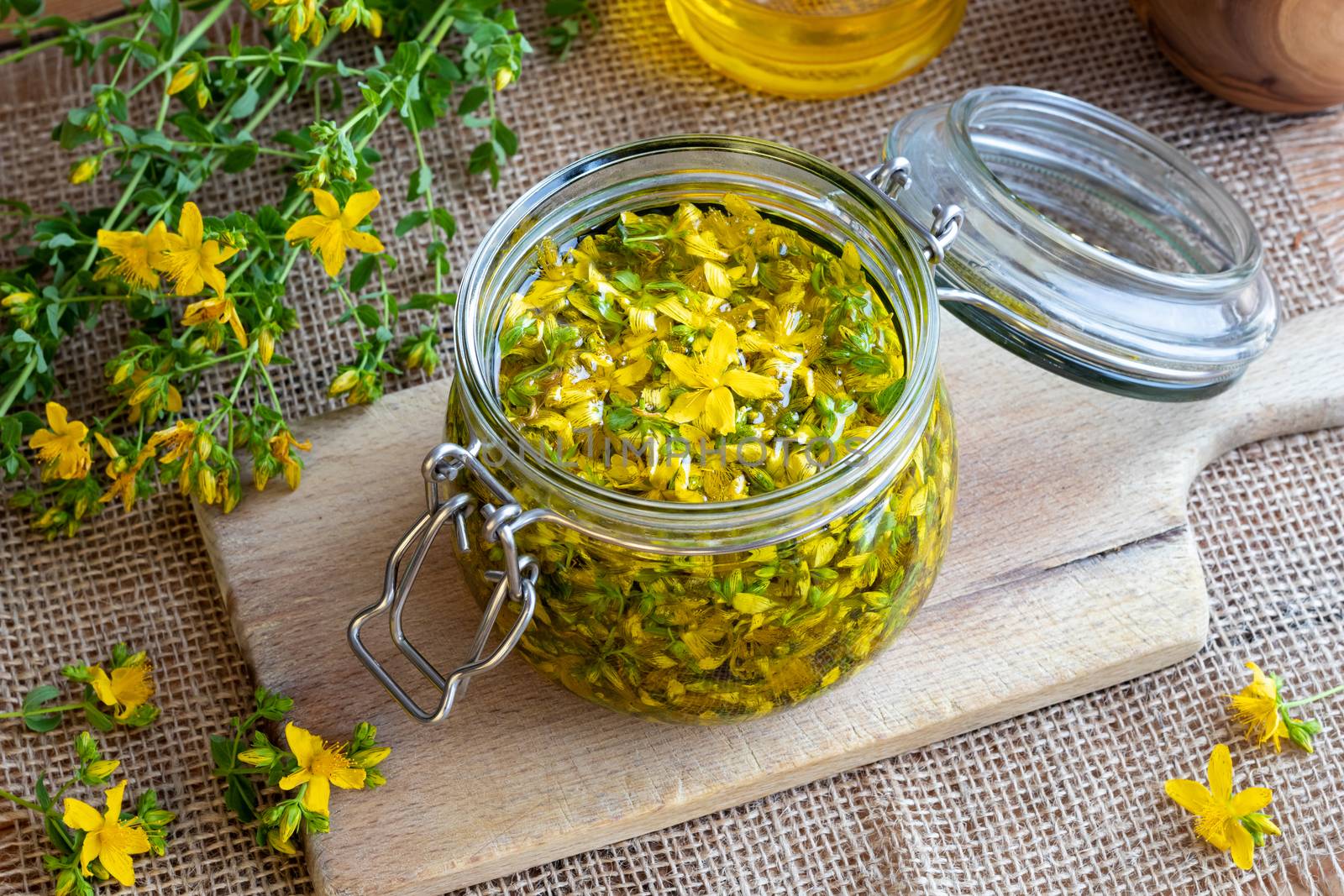 St. John's wort flowers macerating in olive oil in a glass jar