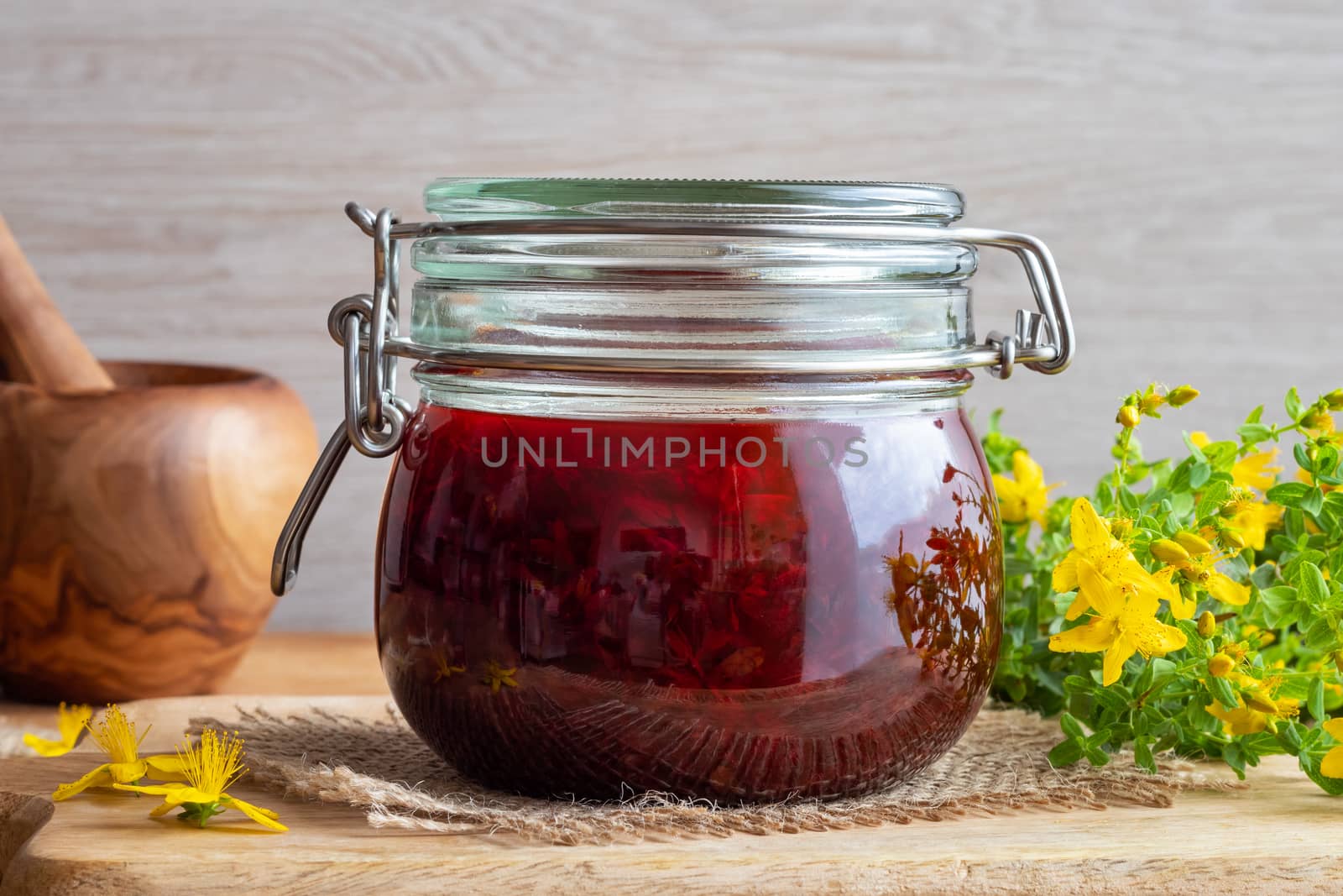 St. John's wort flowers macerating in olive oil which has turned red