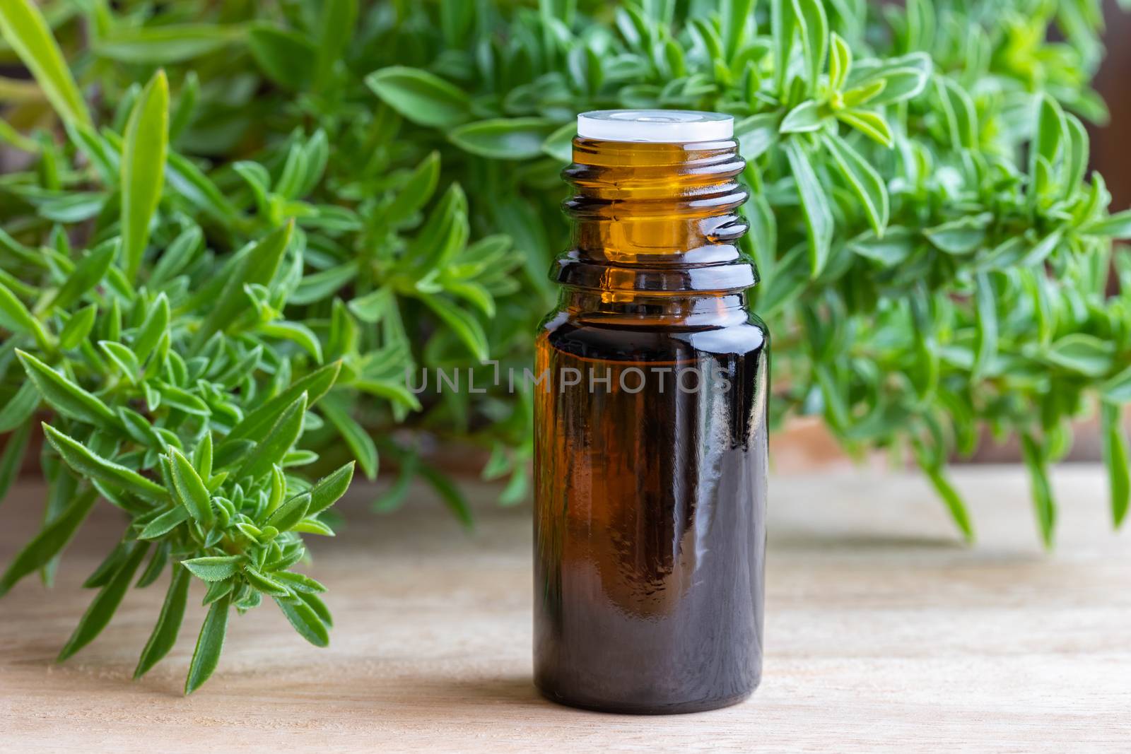 A bottle of mountain savory essential oil with fresh Satureja montana twigs