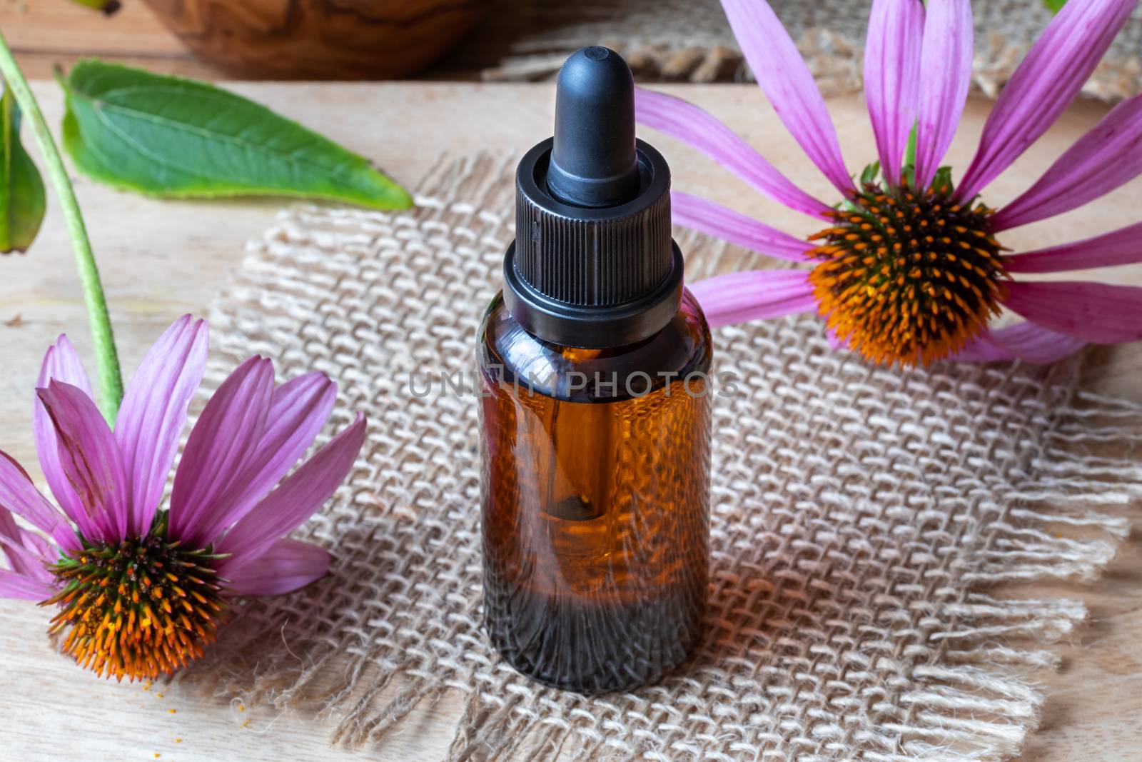 A bottle of essential oil with fresh echinacea flowers