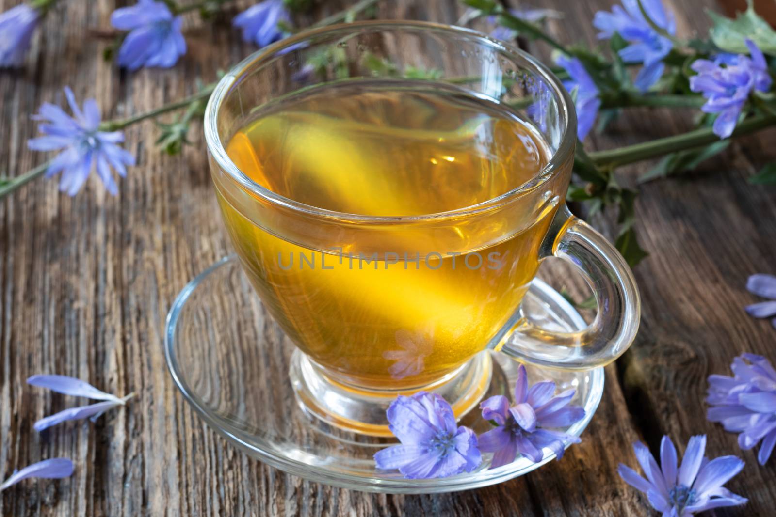 A cup of chicory tea with fresh flowers