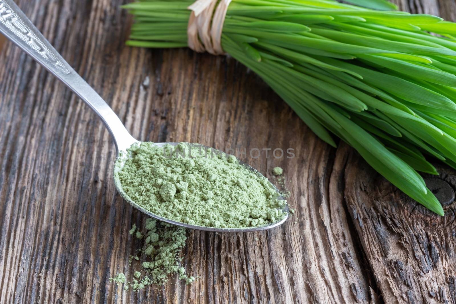 Barley grass powder with freshly harvested blades in the background