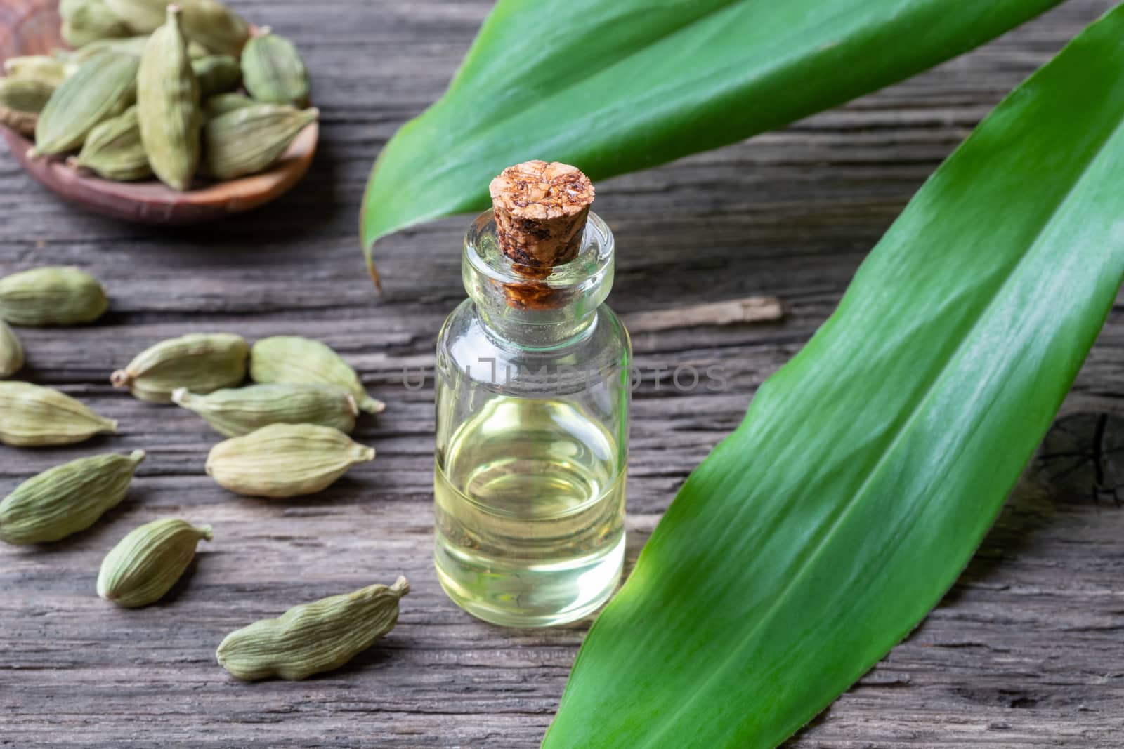 A bottle of essential oil with whole cardamon seeds and fresh plant