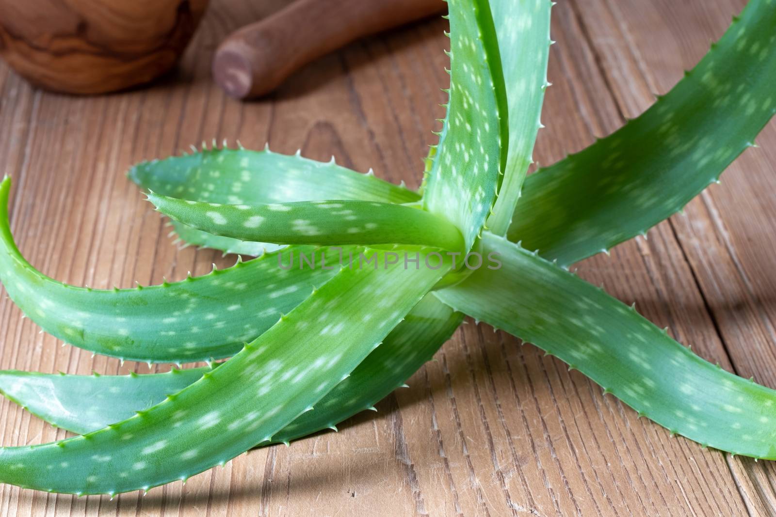 Whole aloe vera plant on a table