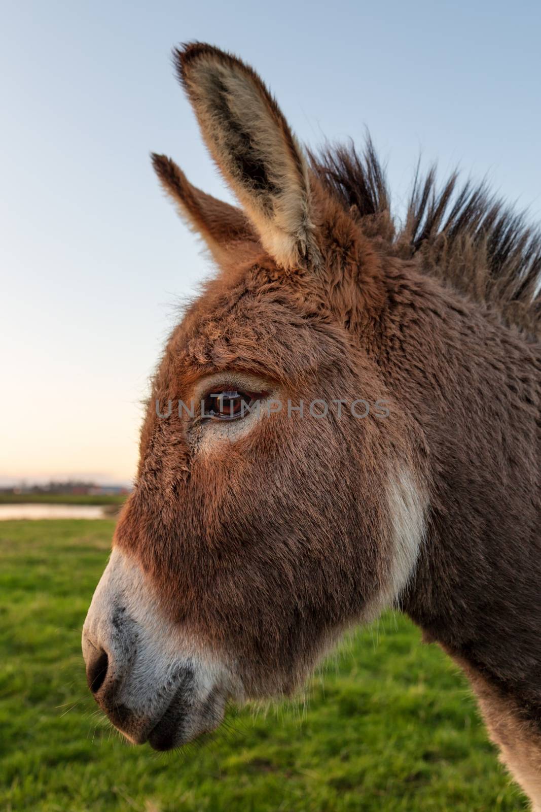 A Color Donkey Portrait at Sunset, California, USA by backyard_photography