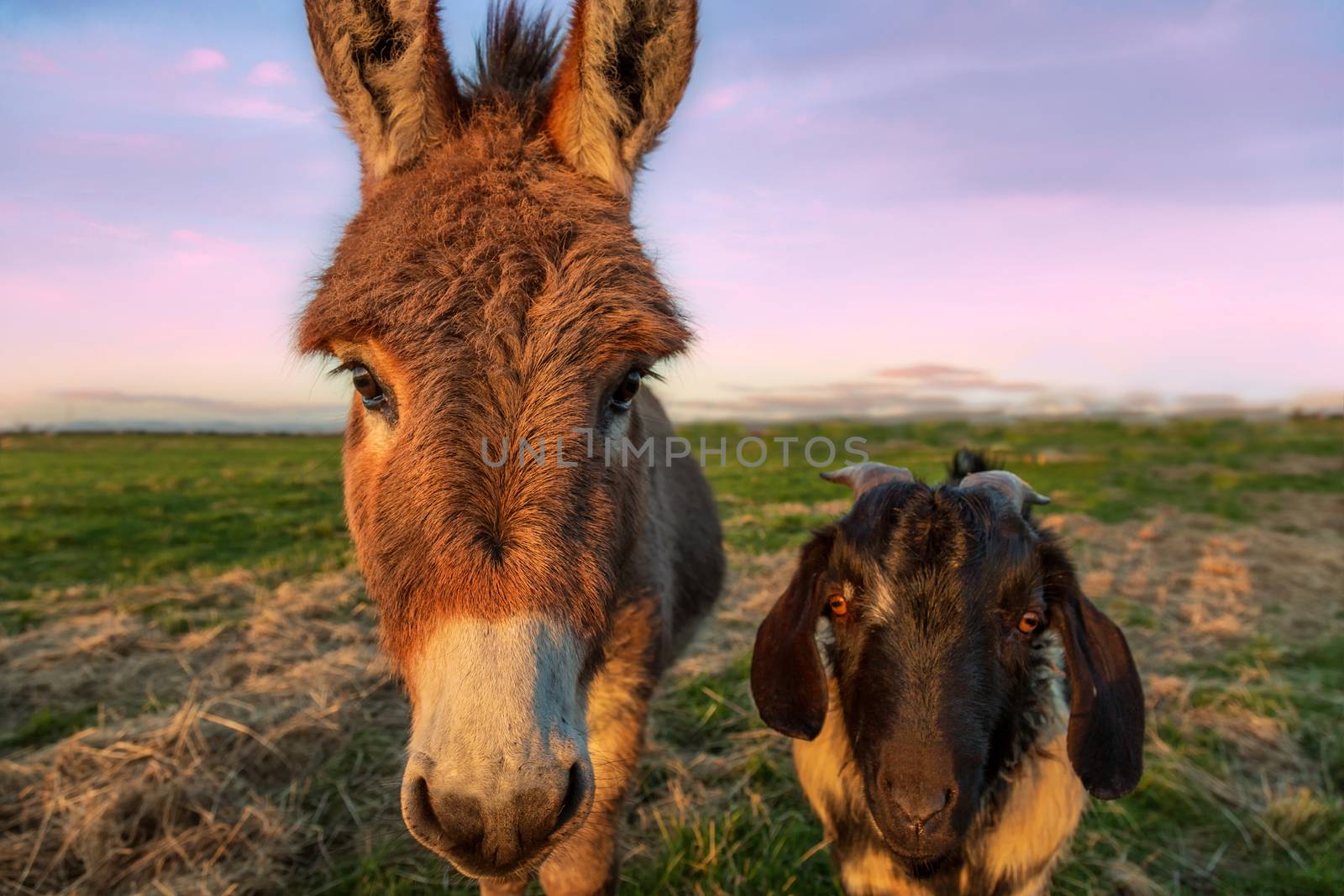 Close-up color image of a donkey and goat with golden sunlight.