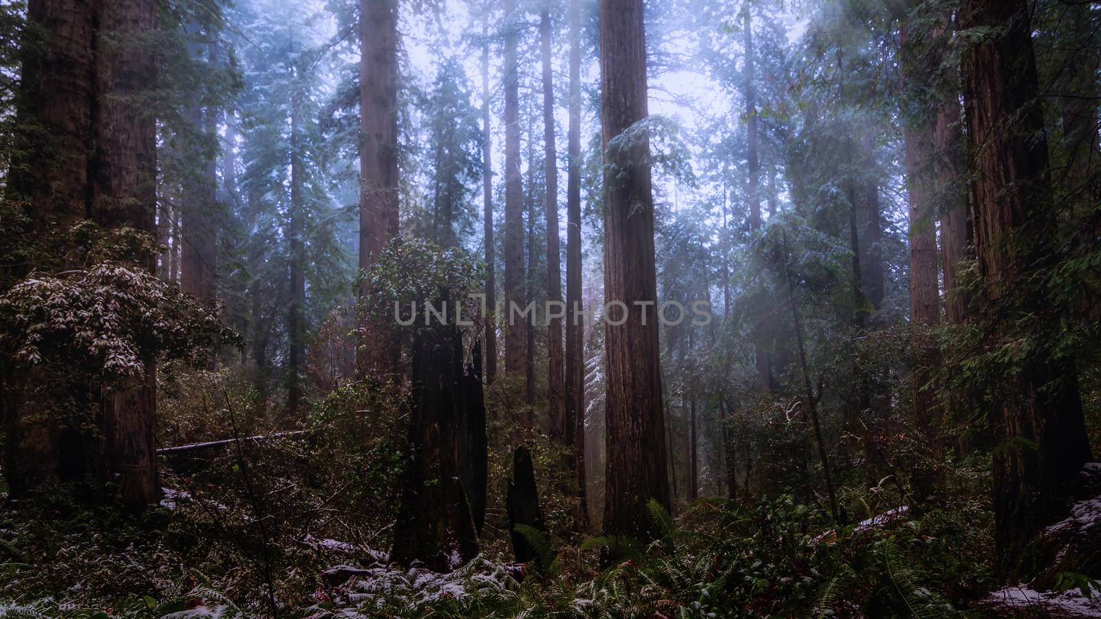 Color image of a redwood forest during a light snowfall. Northern California, USA.