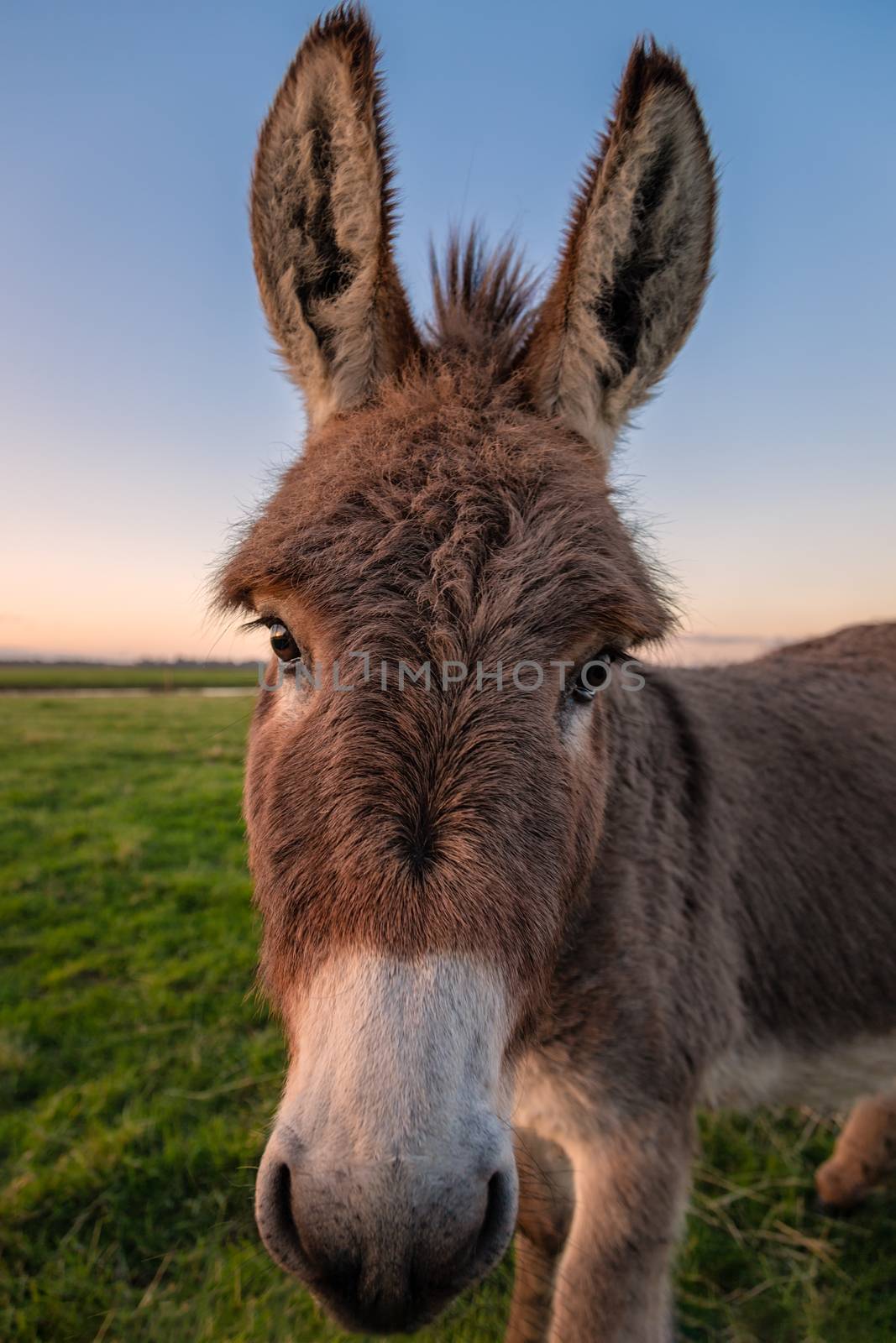Close-up color image of a donkey with golden sunlight.