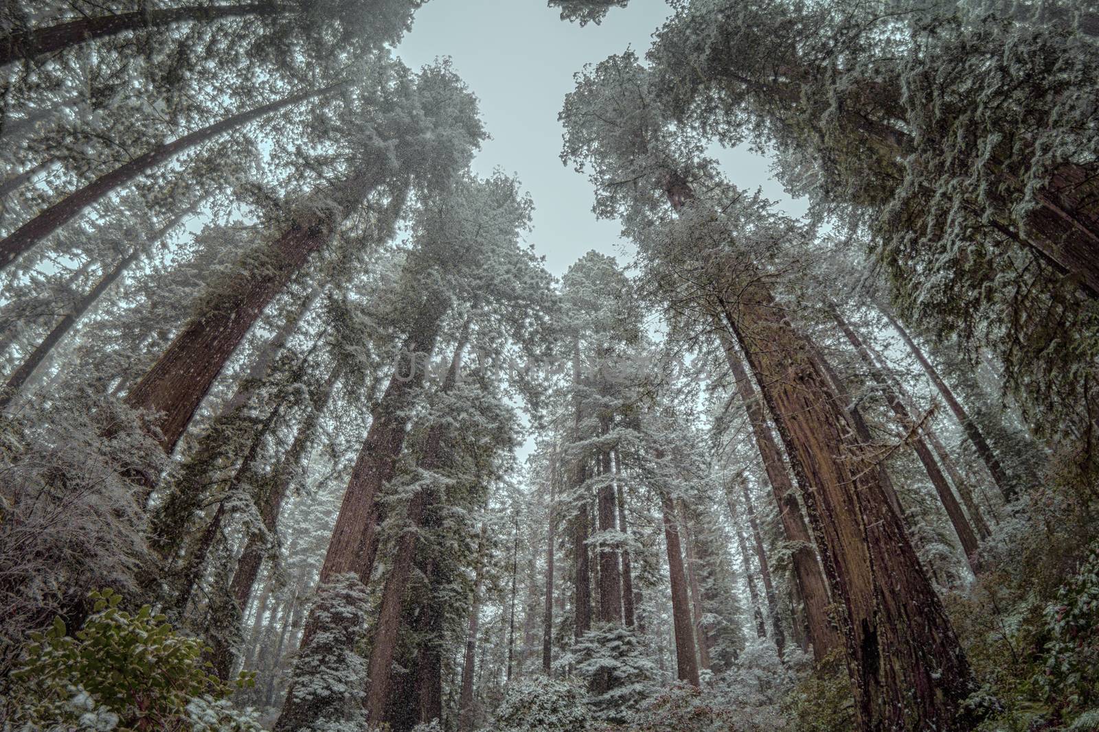 Color image of a redwood forest during a light snowfall. Northern California, USA.