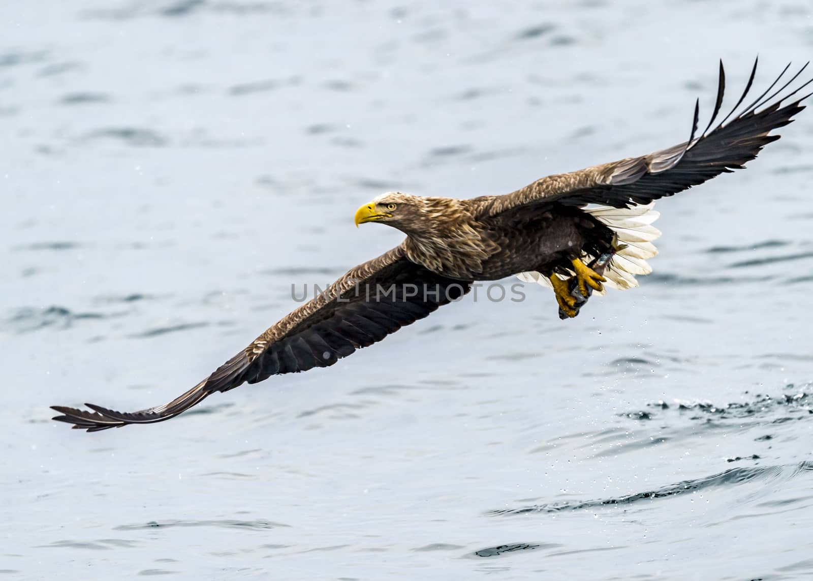 The White-talied Sea Eagle in the snow near Rausu at Shiretoko, Hokkaido of Japan.