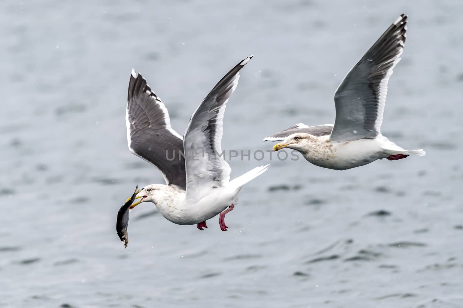 The Predatory Seagulls in the snow near Rausu at Shiretoko, Hokkaido of Japan.